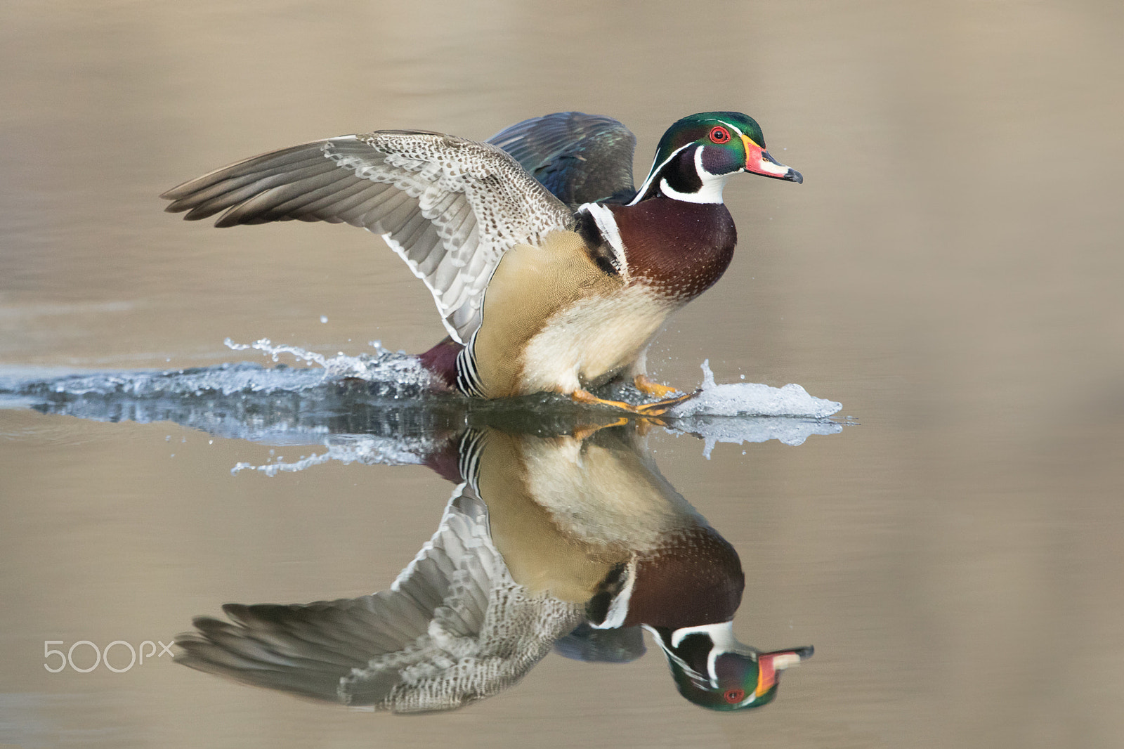 Canon EOS 5D Mark IV + Canon EF 600mm F4L IS II USM sample photo. Wood duck drake landing. photography