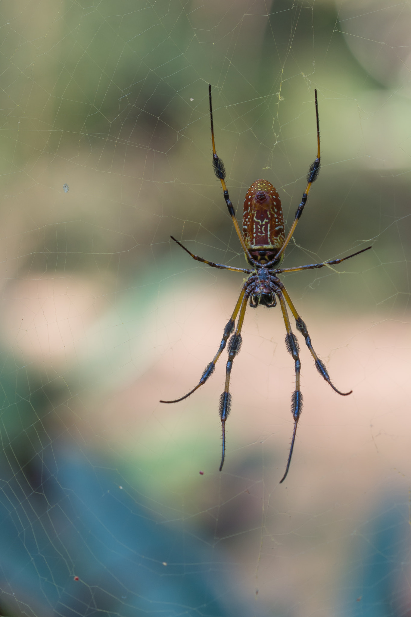 Sigma 105mm F2.8 EX DG OS HSM sample photo. Nephila clavipes. photography