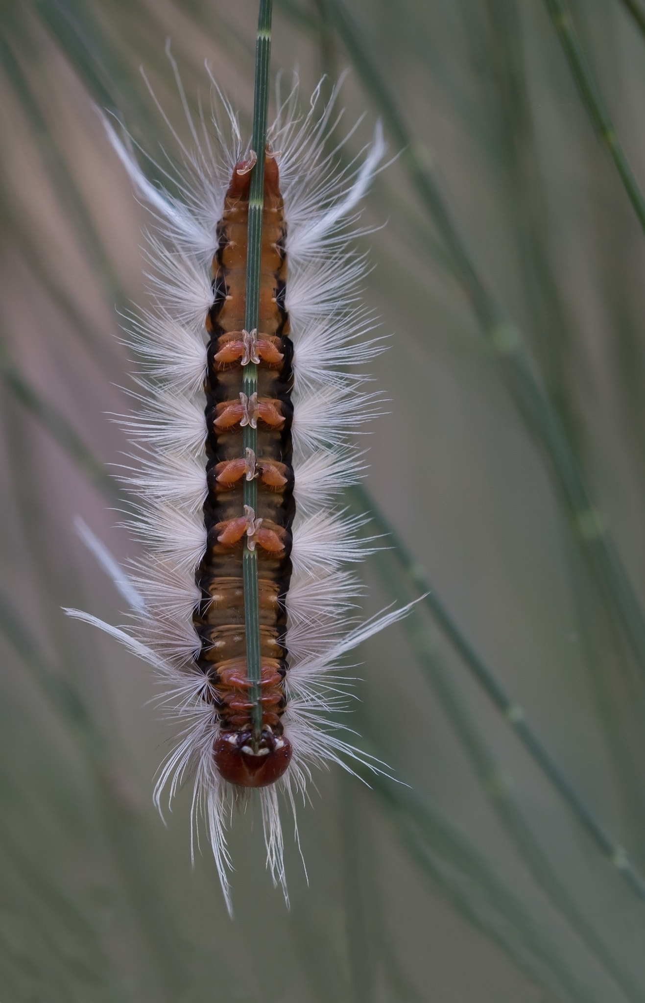 Sigma 105mm F2.8 EX DG OS HSM sample photo. Caterpillar. photography