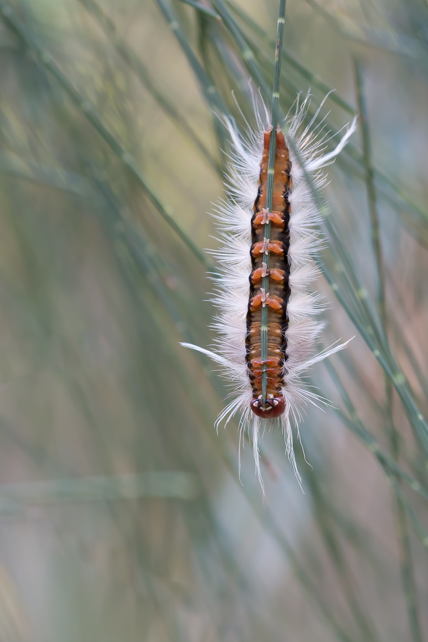 Sigma 105mm F2.8 EX DG OS HSM sample photo. Dsc photography
