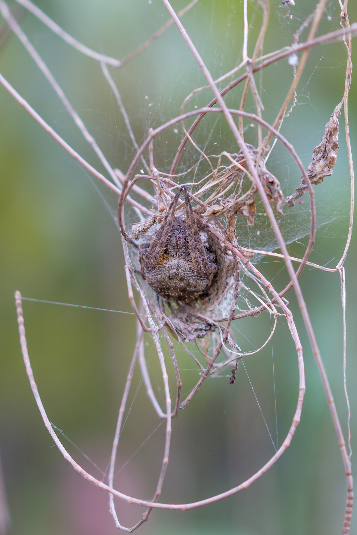 Nikon D7100 + Sigma 105mm F2.8 EX DG OS HSM sample photo. Dsc photography