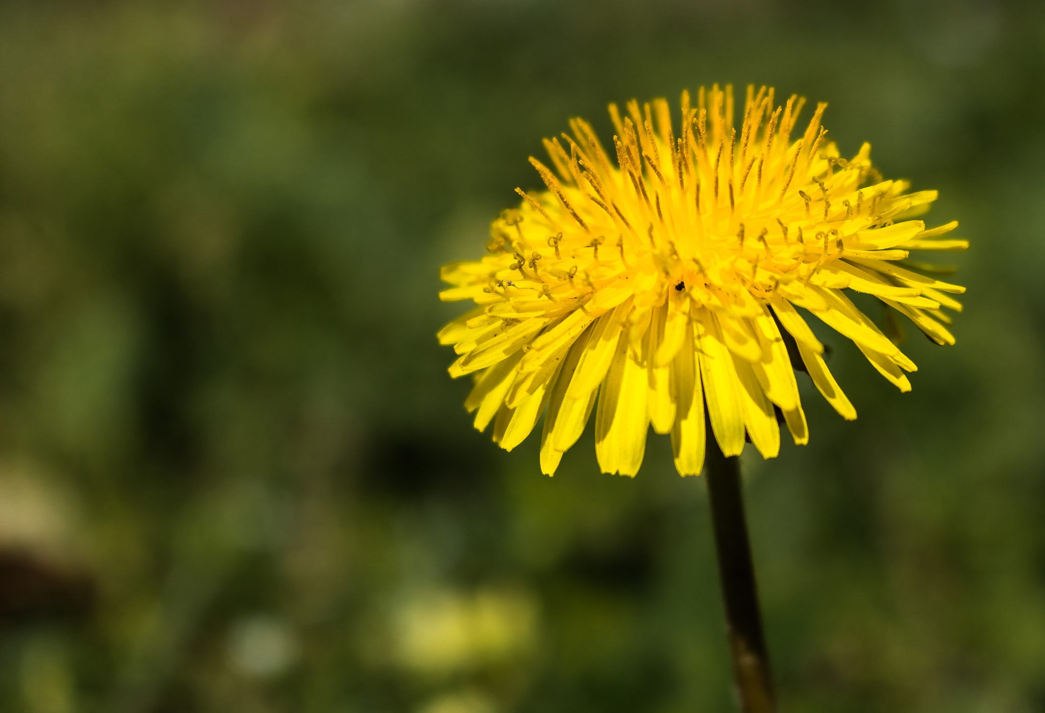 Canon EOS 760D (EOS Rebel T6s / EOS 8000D) + Canon EF-S 18-55mm F3.5-5.6 IS STM sample photo. Dandelion photography