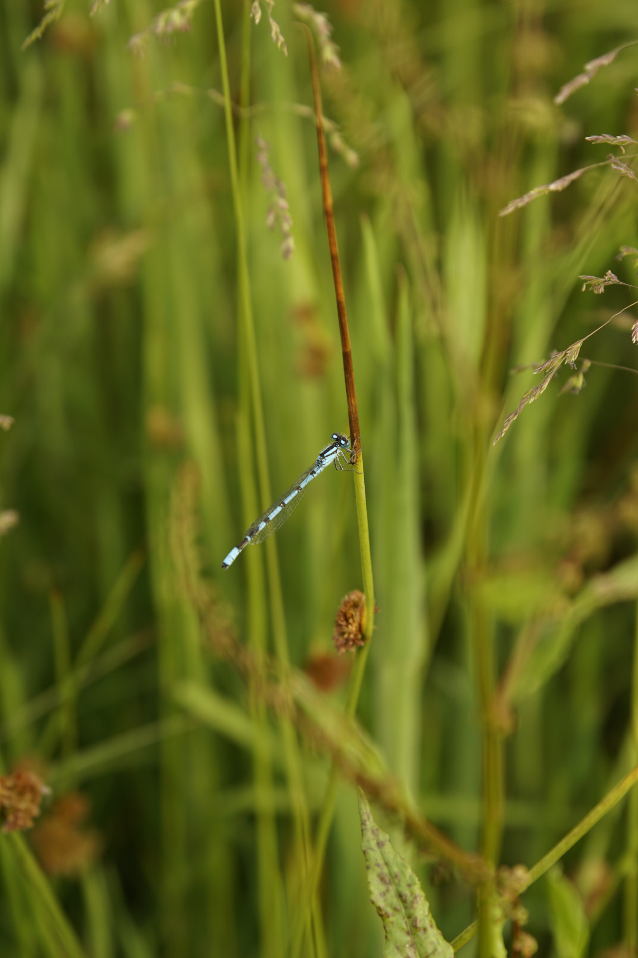 Sony ILCA-77M2 + Tamron SP 24-70mm F2.8 Di VC USD sample photo. Stopping amongst the grass photography