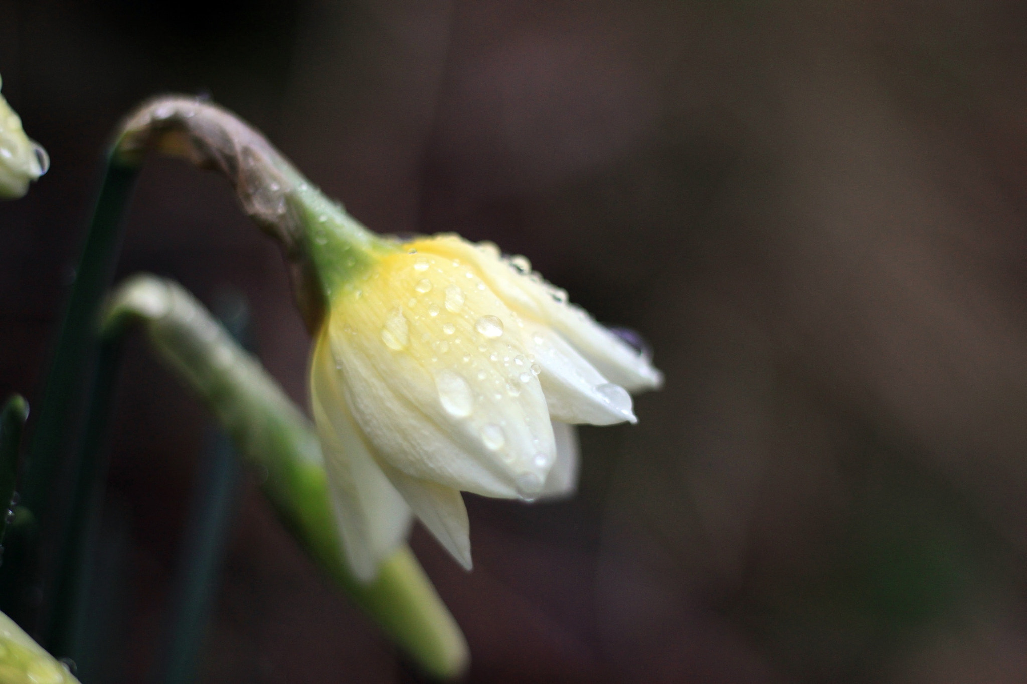 Canon EOS 500D (EOS Rebel T1i / EOS Kiss X3) sample photo. Raindrops on daffodil photography