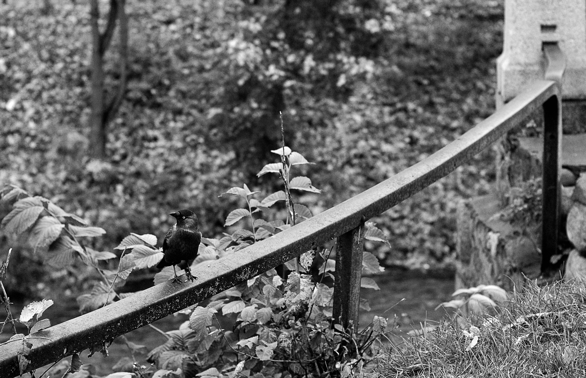 Nikon D80 + Nikon AF Nikkor 50mm F1.4D sample photo. Bird ii photography