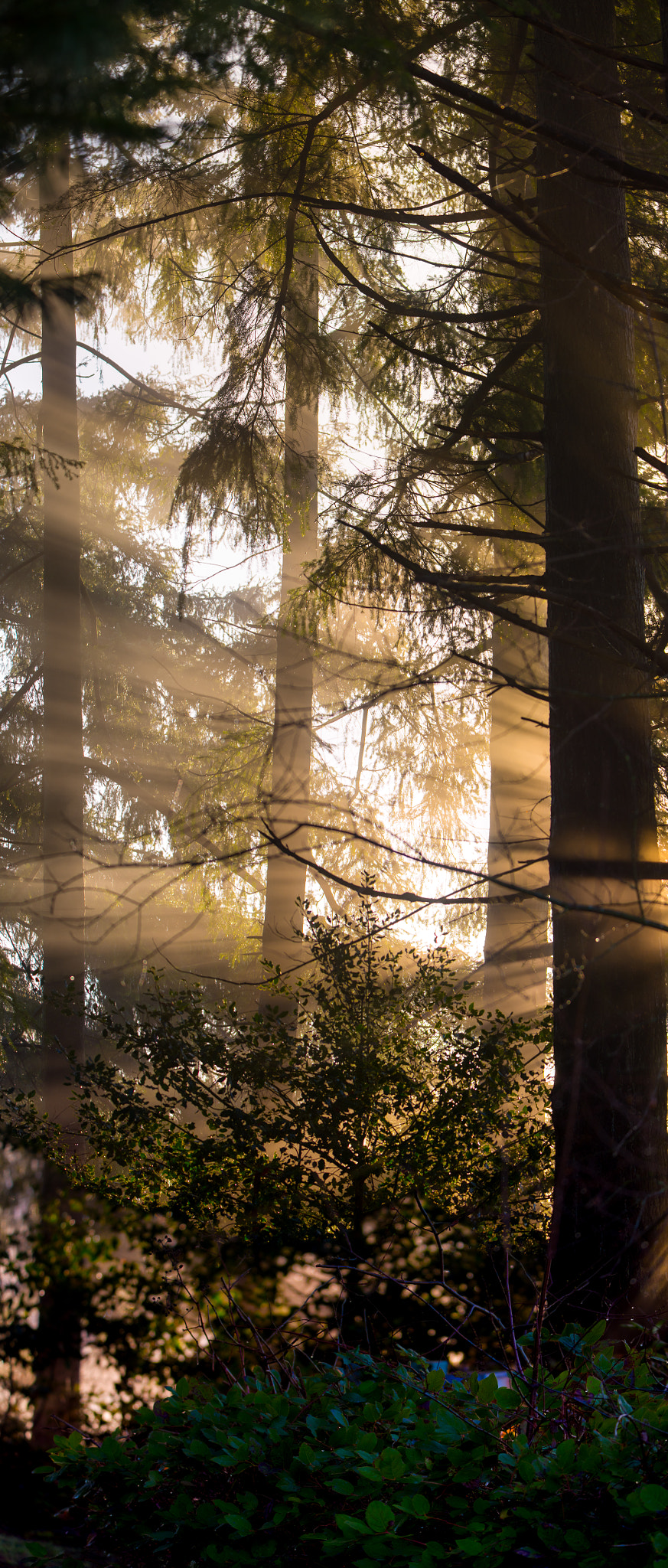 Nikon D810 sample photo. First rays photography