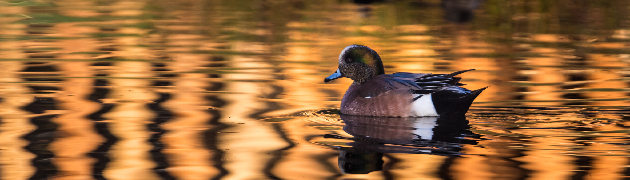 Nikon D810 sample photo. Orange mallard photography