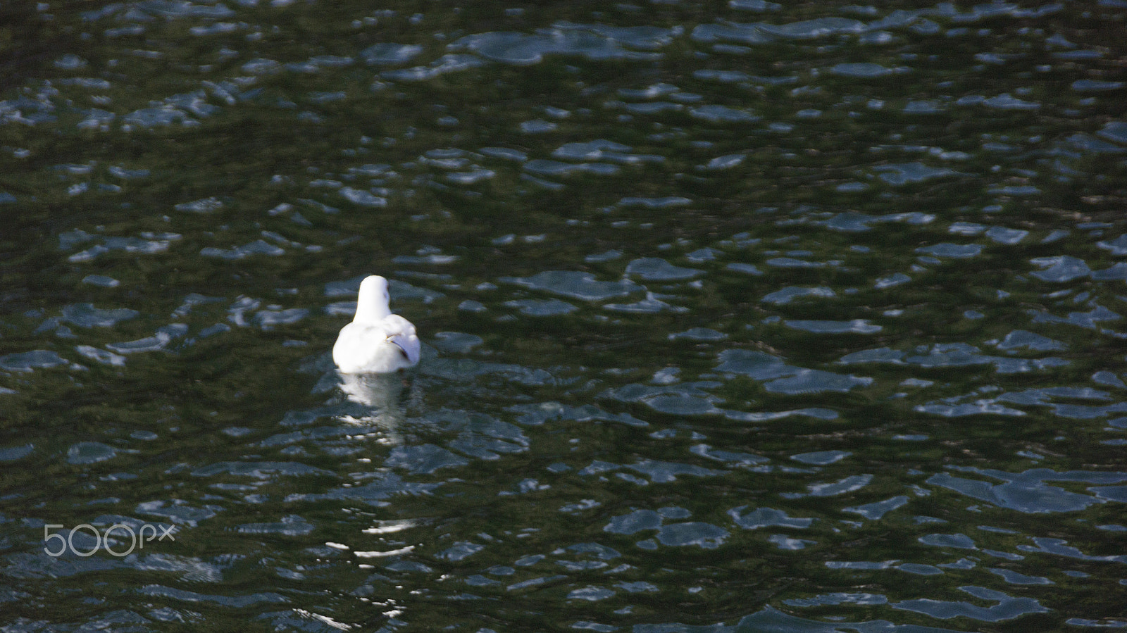 Sony DT 18-250mm F3.5-6.3 sample photo. Ave photography