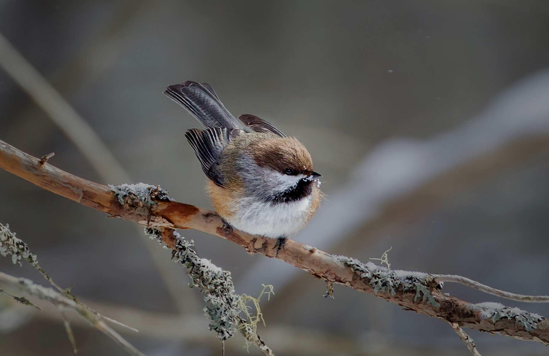 Canon EOS-1D Mark IV sample photo. Boreal chickadee 9263 photography
