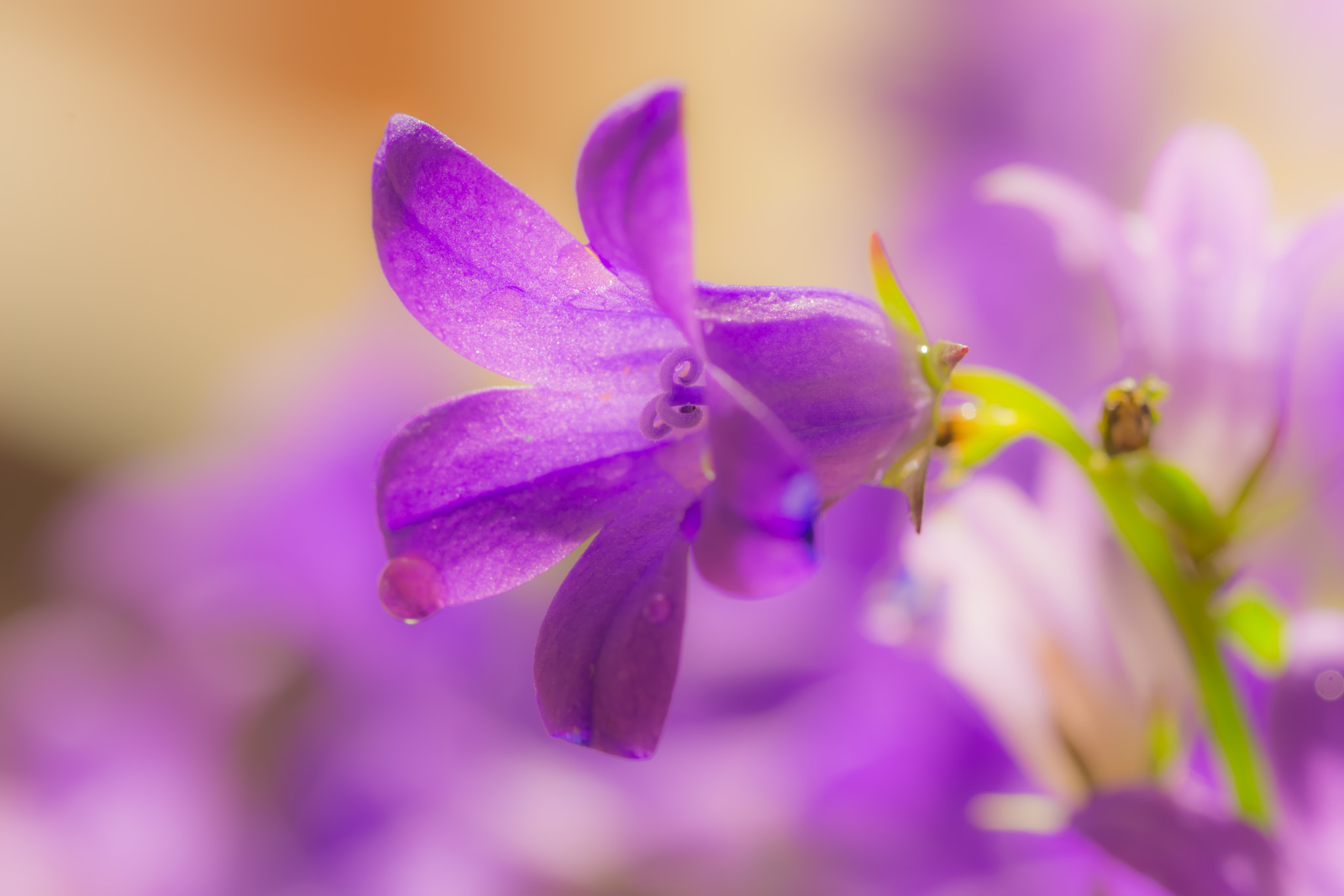 Nikon D7200 sample photo. Spring colors photography