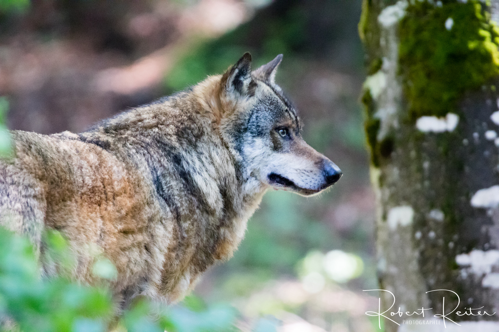150-600mm F5-6.3 DG OS HSM | Sports 014 sample photo. Wolf photography