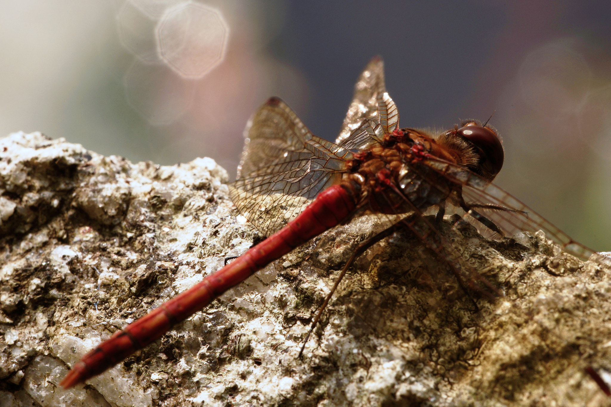 150mm F2.8 sample photo. Ruddy darter photography