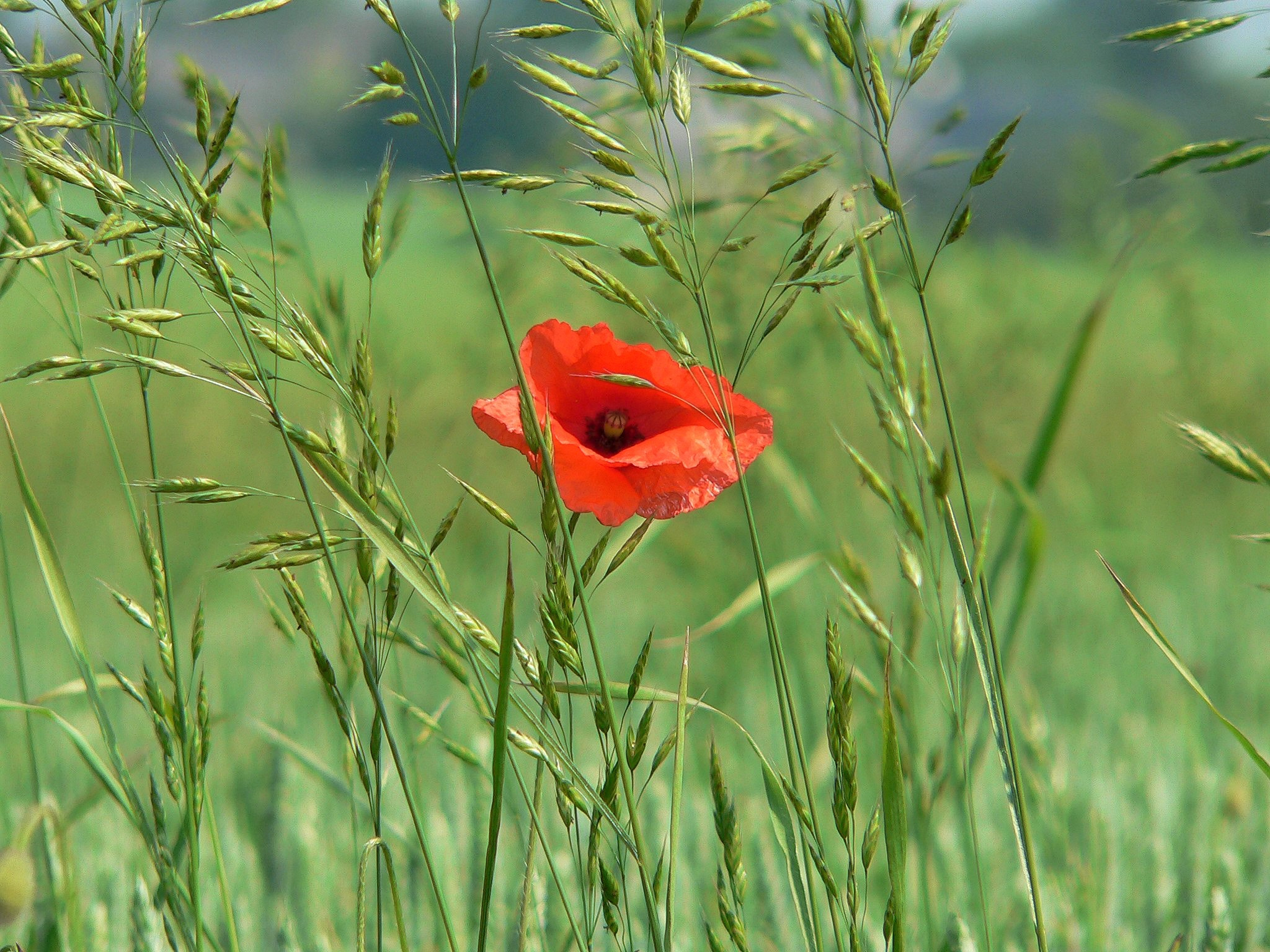 Panasonic DMC-FZ20 sample photo. Poppy photography