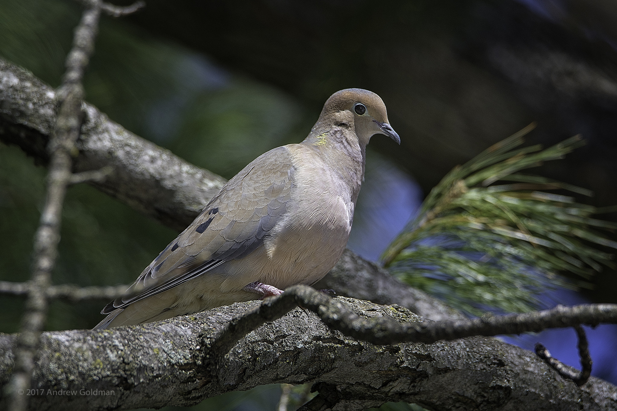 Nikon D500 + Sigma 50mm F2.8 EX DG Macro sample photo. Mourning dove photography