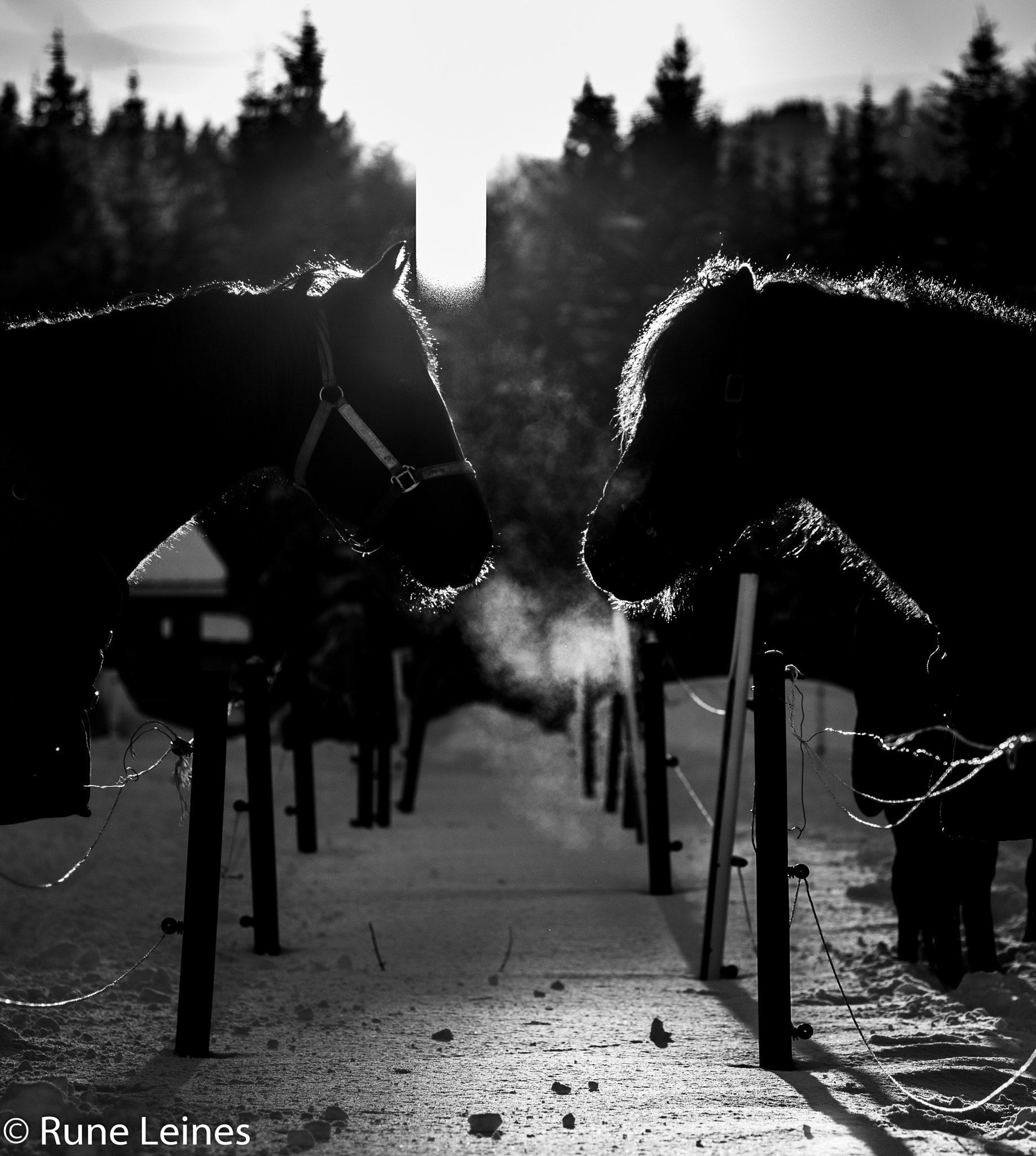 Leica M9 + Elmarit-M 90mm f/2.8 sample photo. Two shadows photography