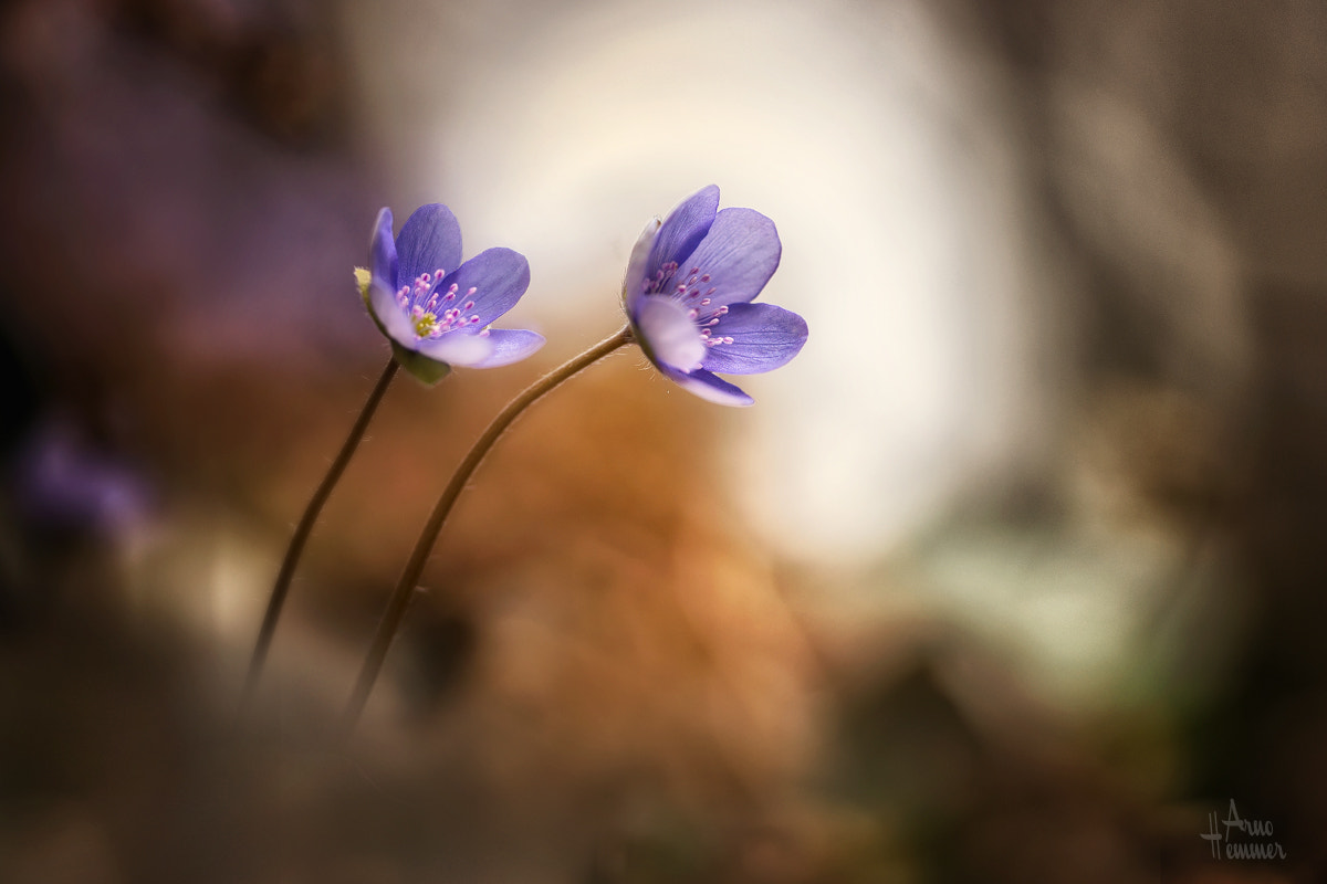 Sigma 150mm F2.8 EX DG OS Macro HSM sample photo. Violet photography