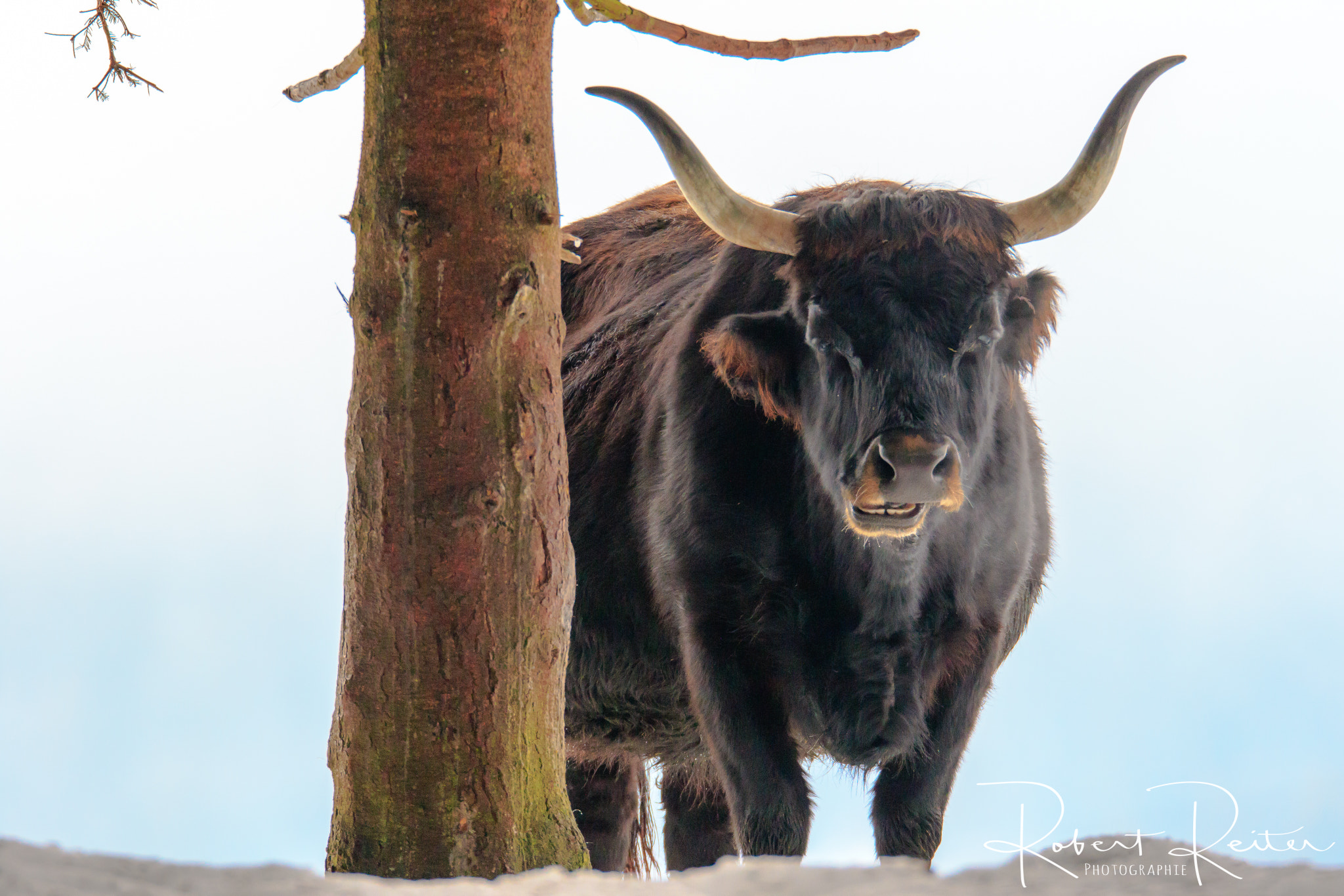 150-600mm F5-6.3 DG OS HSM | Sports 014 sample photo. Aurochs photography
