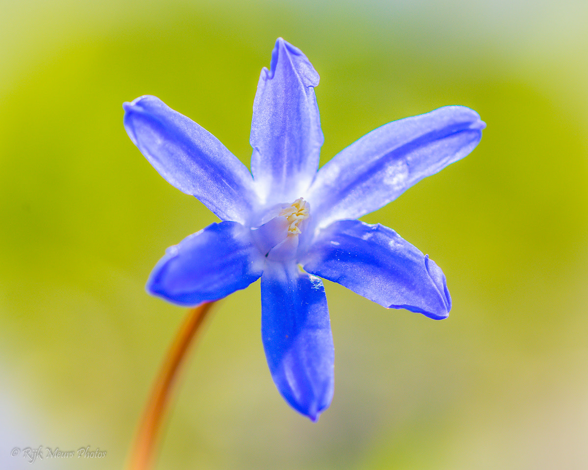 Sigma 105mm F2.8 EX DG OS HSM sample photo. Spring time photography