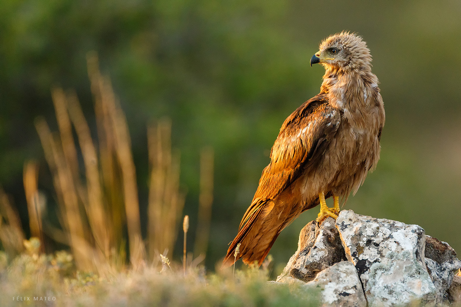 Canon EF 500mm F4L IS USM sample photo. Black kite photography