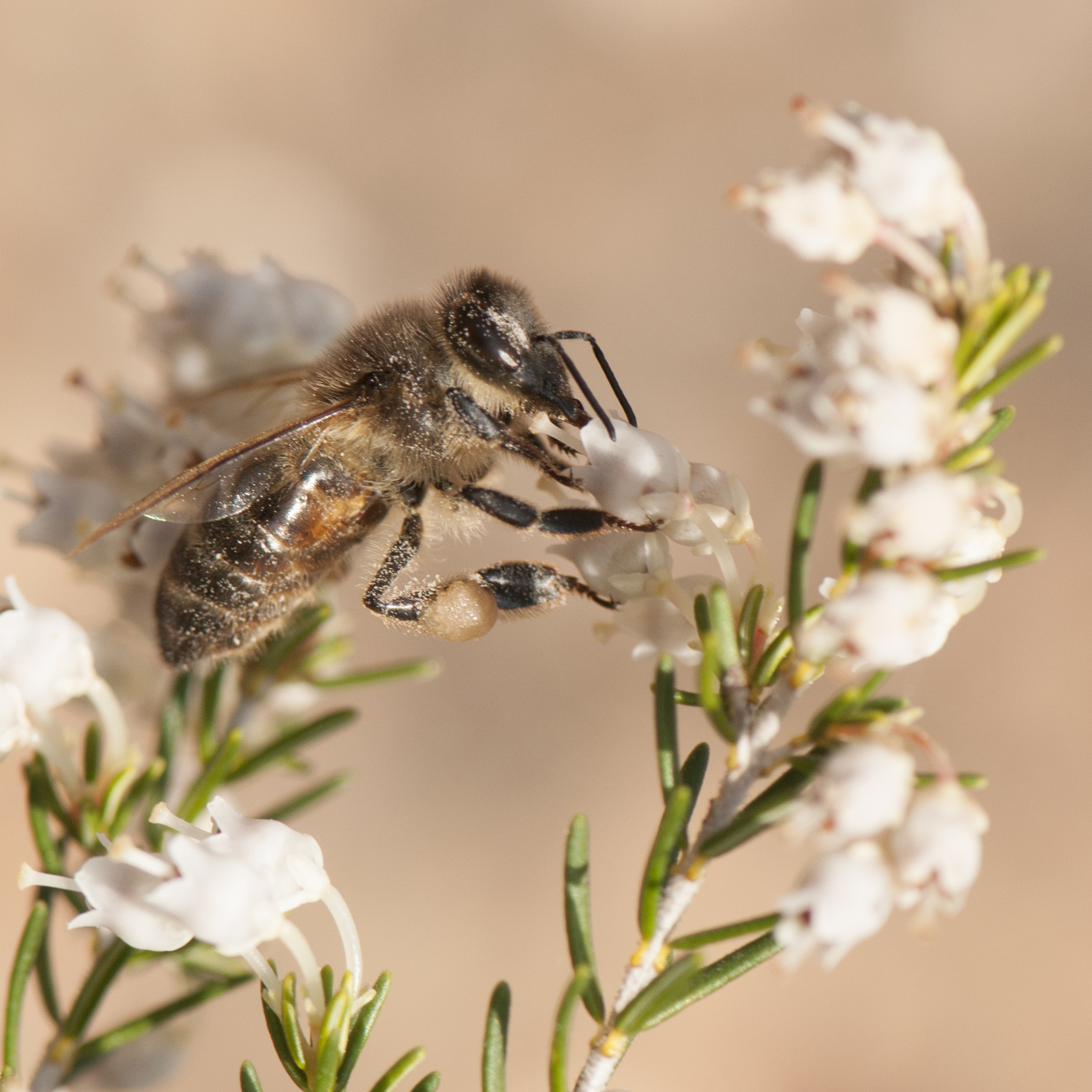 Nikon AF-S Micro-Nikkor 105mm F2.8G IF-ED VR sample photo. Abeja photography