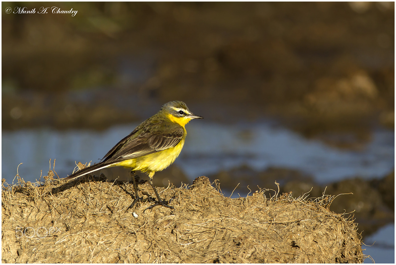 Canon EOS-1D Mark IV sample photo. The winter visitor! photography