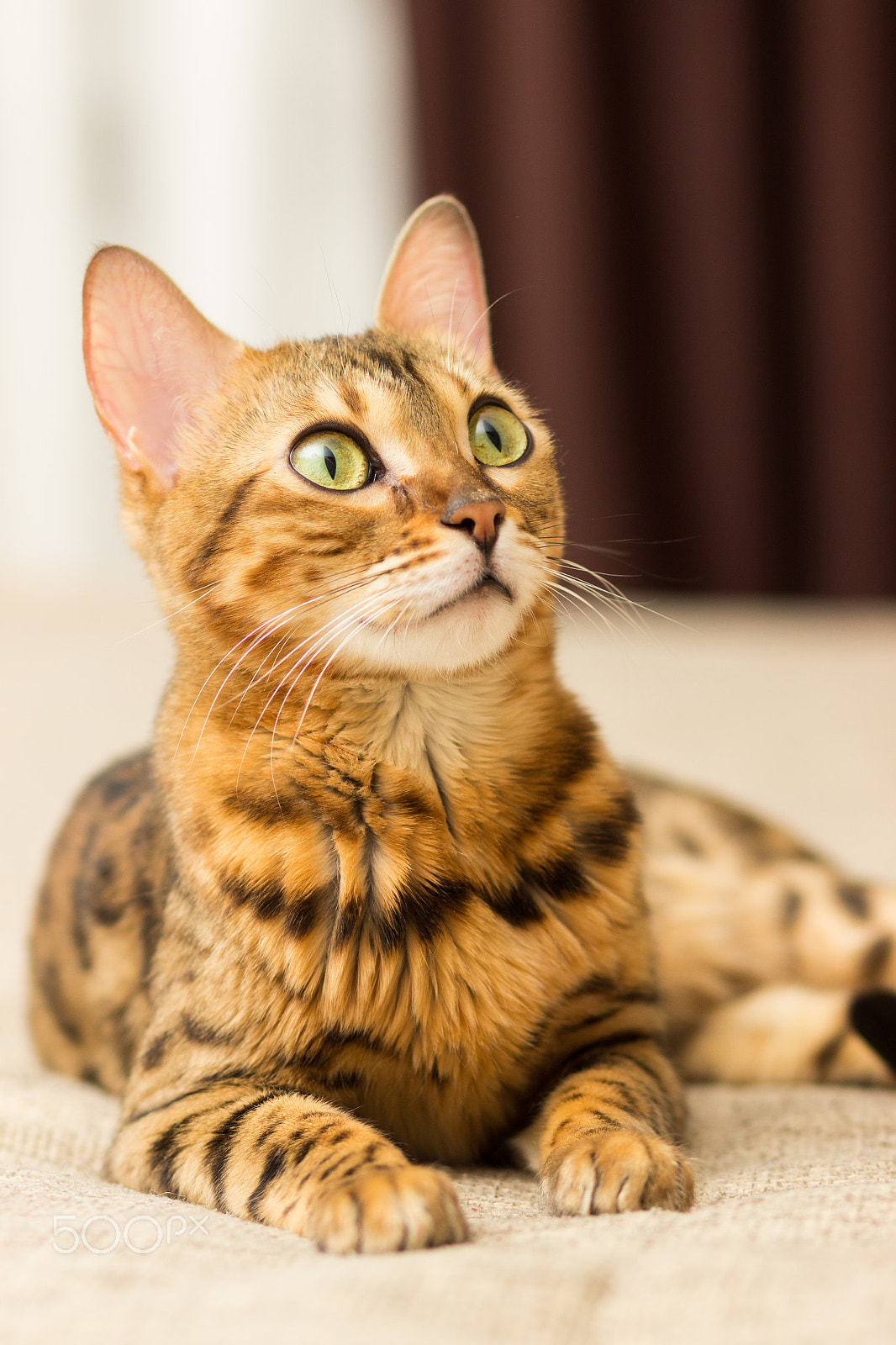 Canon EOS 600D (Rebel EOS T3i / EOS Kiss X5) + Canon EF 85mm F1.8 USM sample photo. Cat of bengali breed in a home setting lies on the couch photography