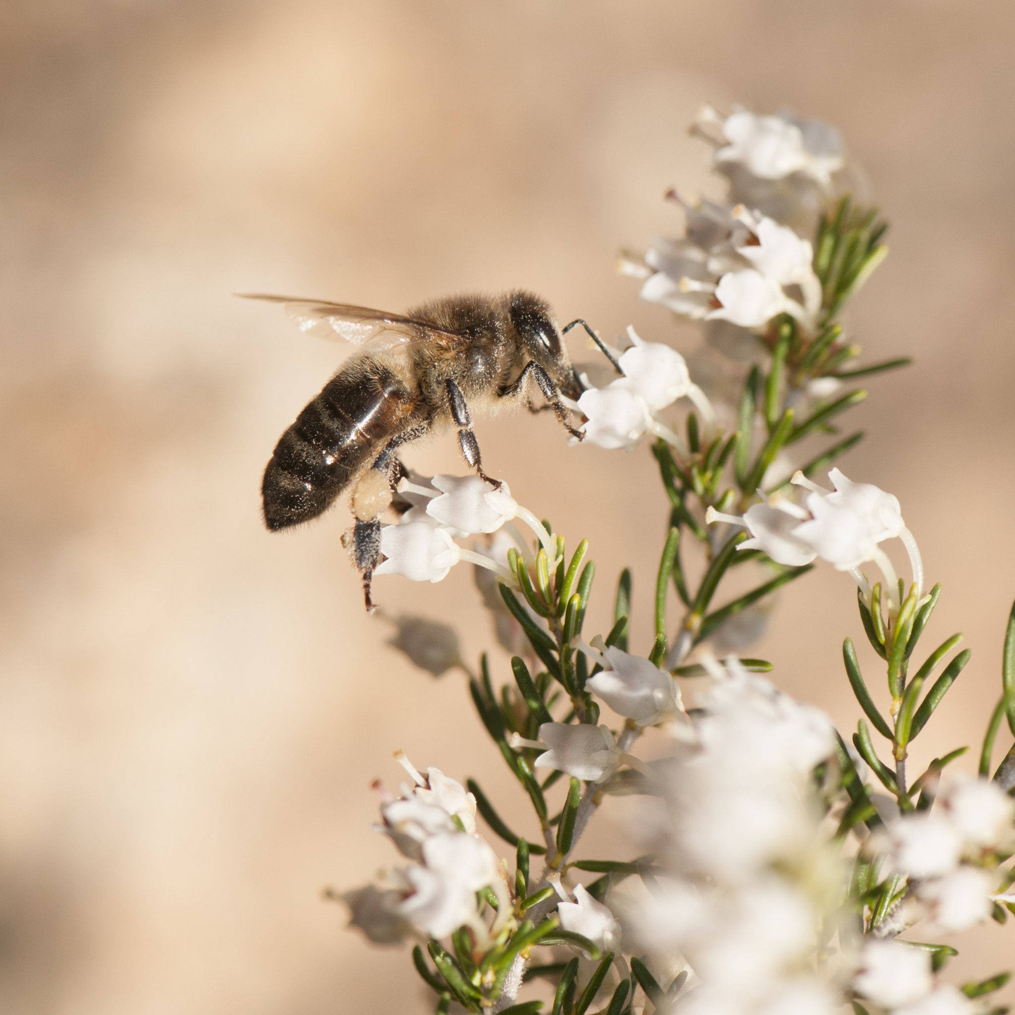 Nikon AF-S Micro-Nikkor 105mm F2.8G IF-ED VR sample photo. Abeja ii photography