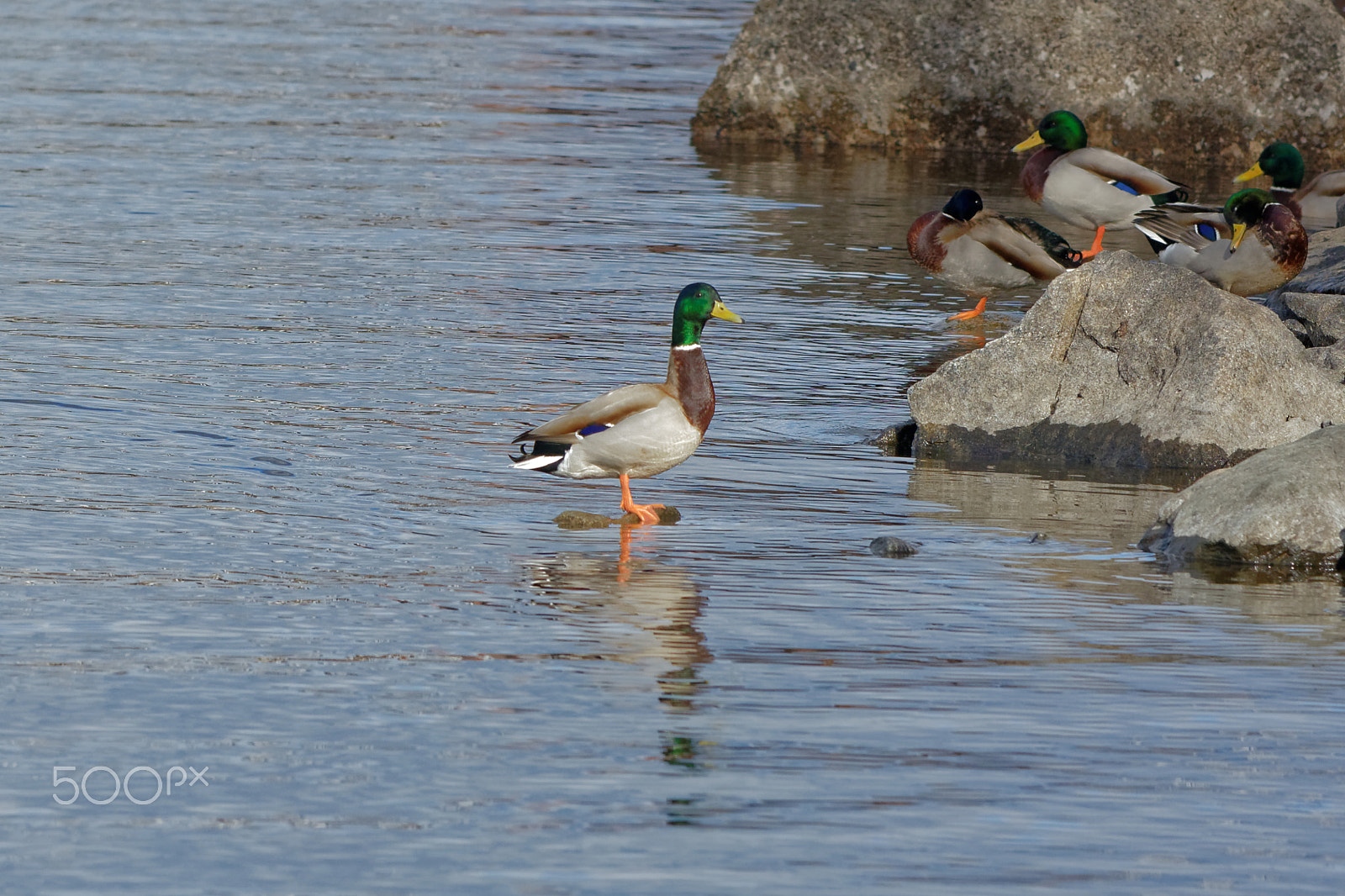 Nikon AF-S Nikkor 70-200mm F4G ED VR sample photo. Ducks photography