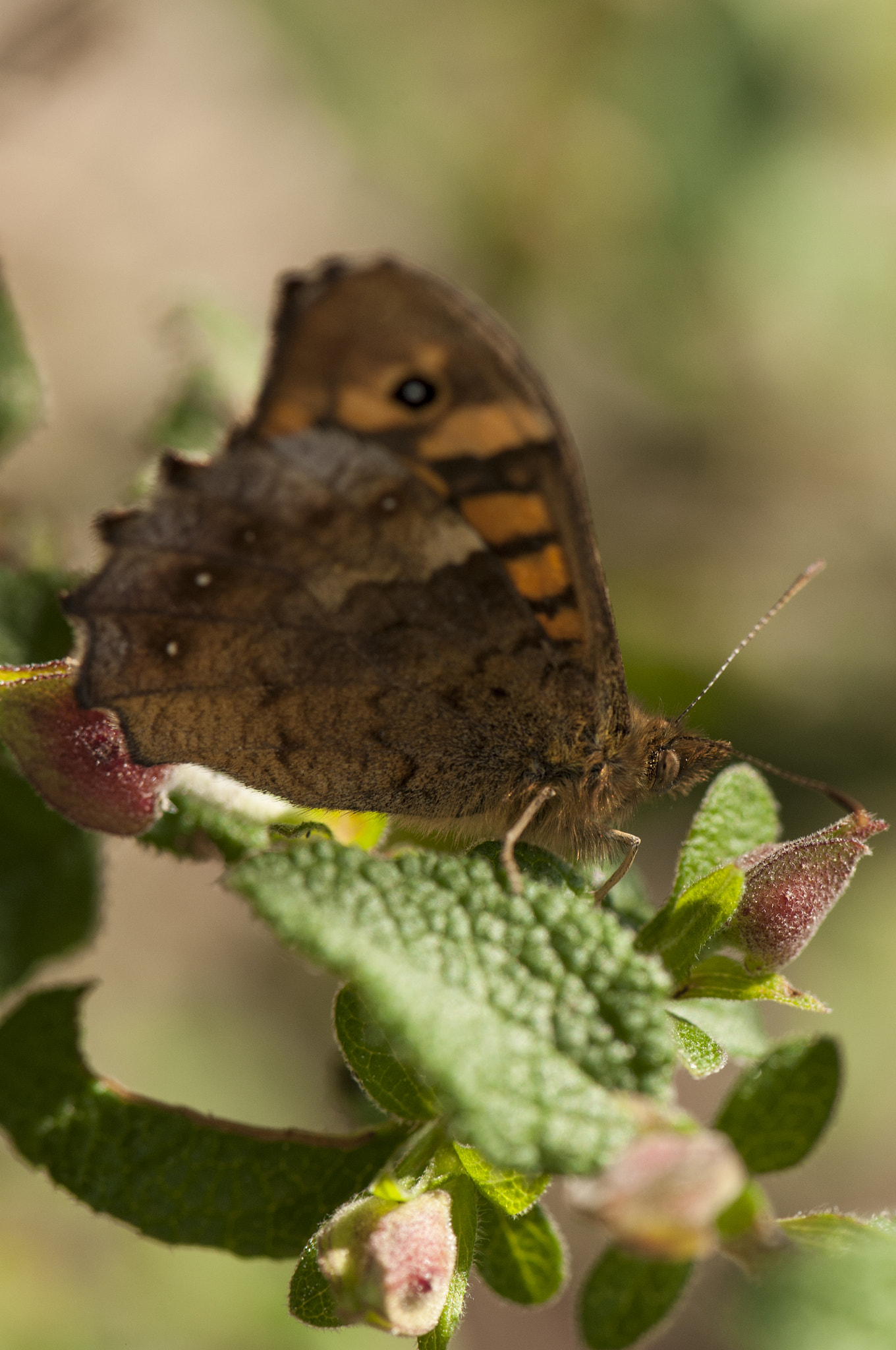 Nikon AF-S Micro-Nikkor 105mm F2.8G IF-ED VR sample photo. Mariposa photography