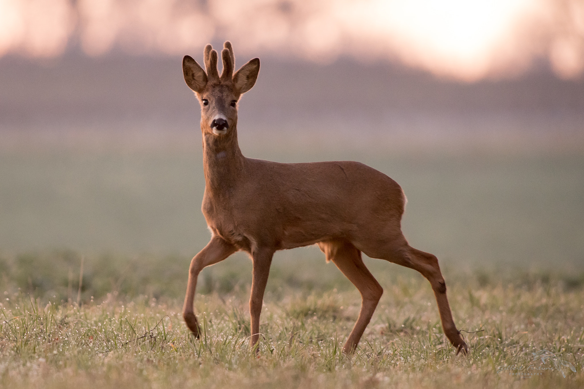 Nikon AF-S Nikkor 300mm F2.8G ED VR II sample photo. La pose! photography