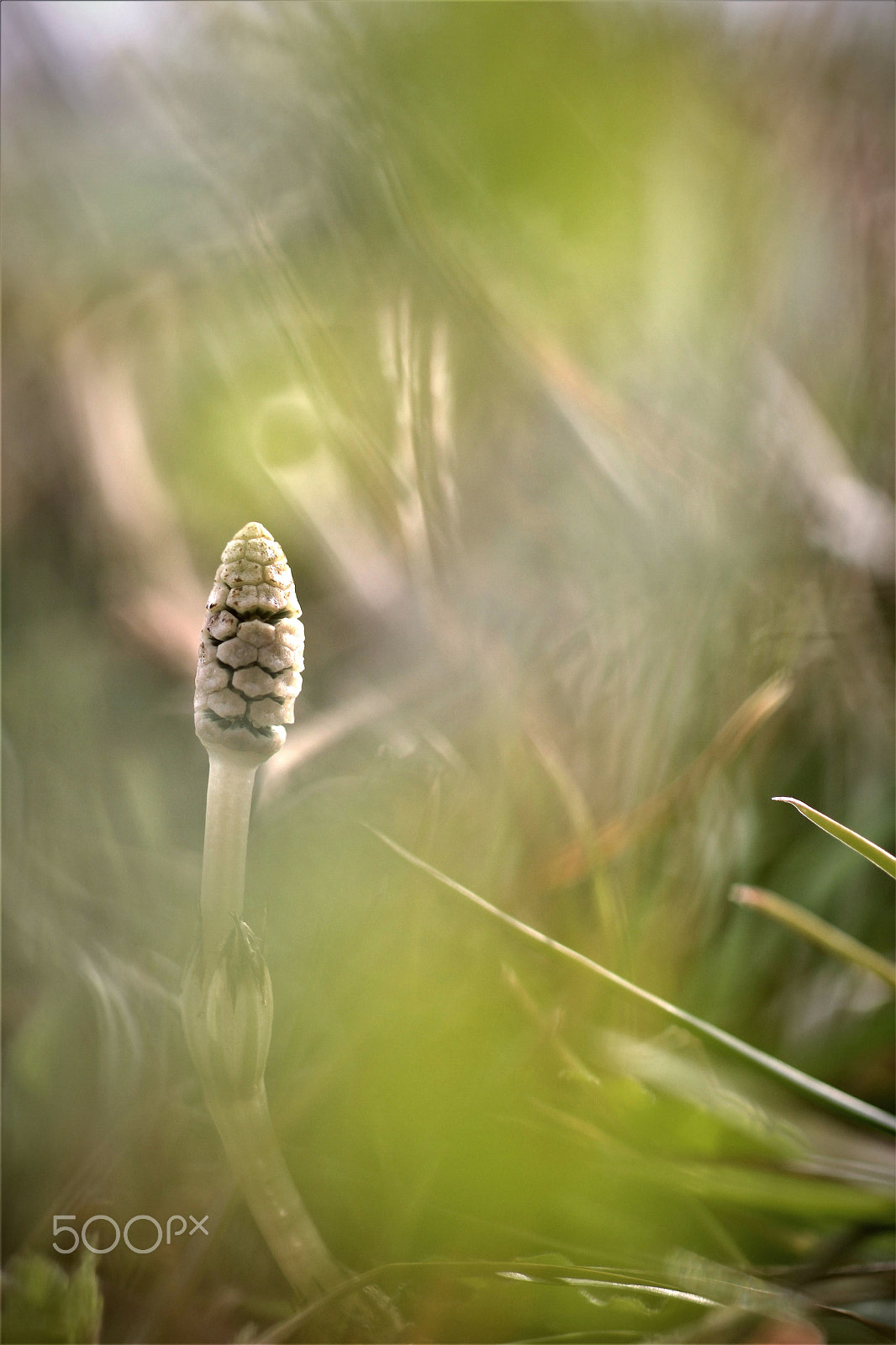 Sigma 50mm F1.4 EX DG HSM sample photo. Spring messenger photography