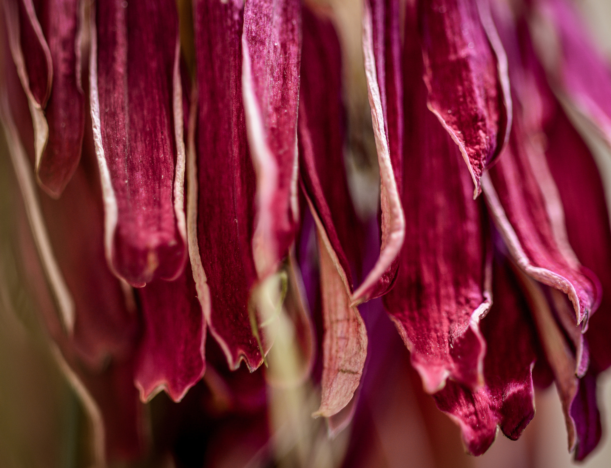 Sigma 105mm F2.8 EX DG OS HSM sample photo. Trockenheit photography