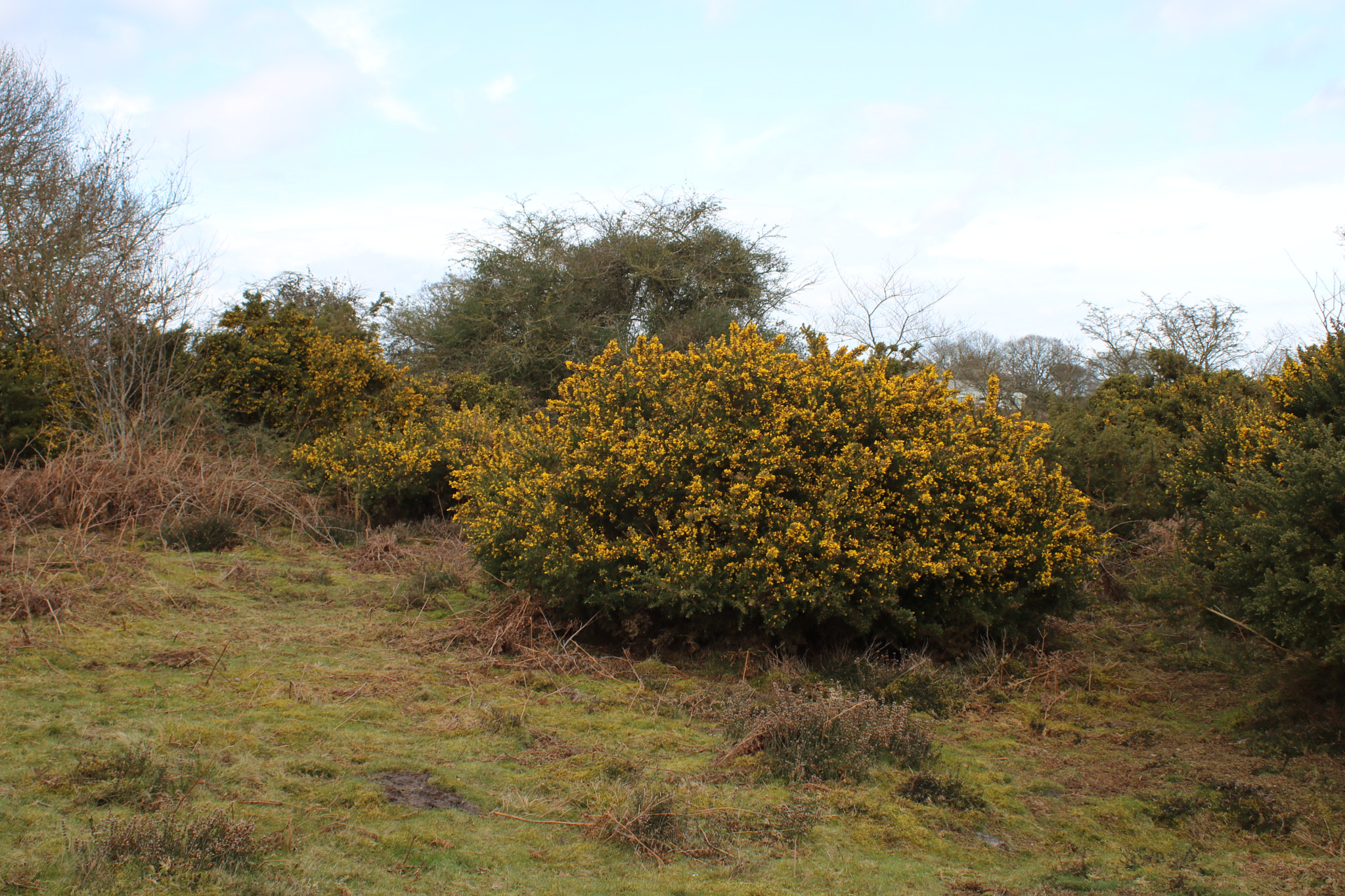 Canon EF 28-90mm f/4-5.6 USM sample photo. Gorse photography