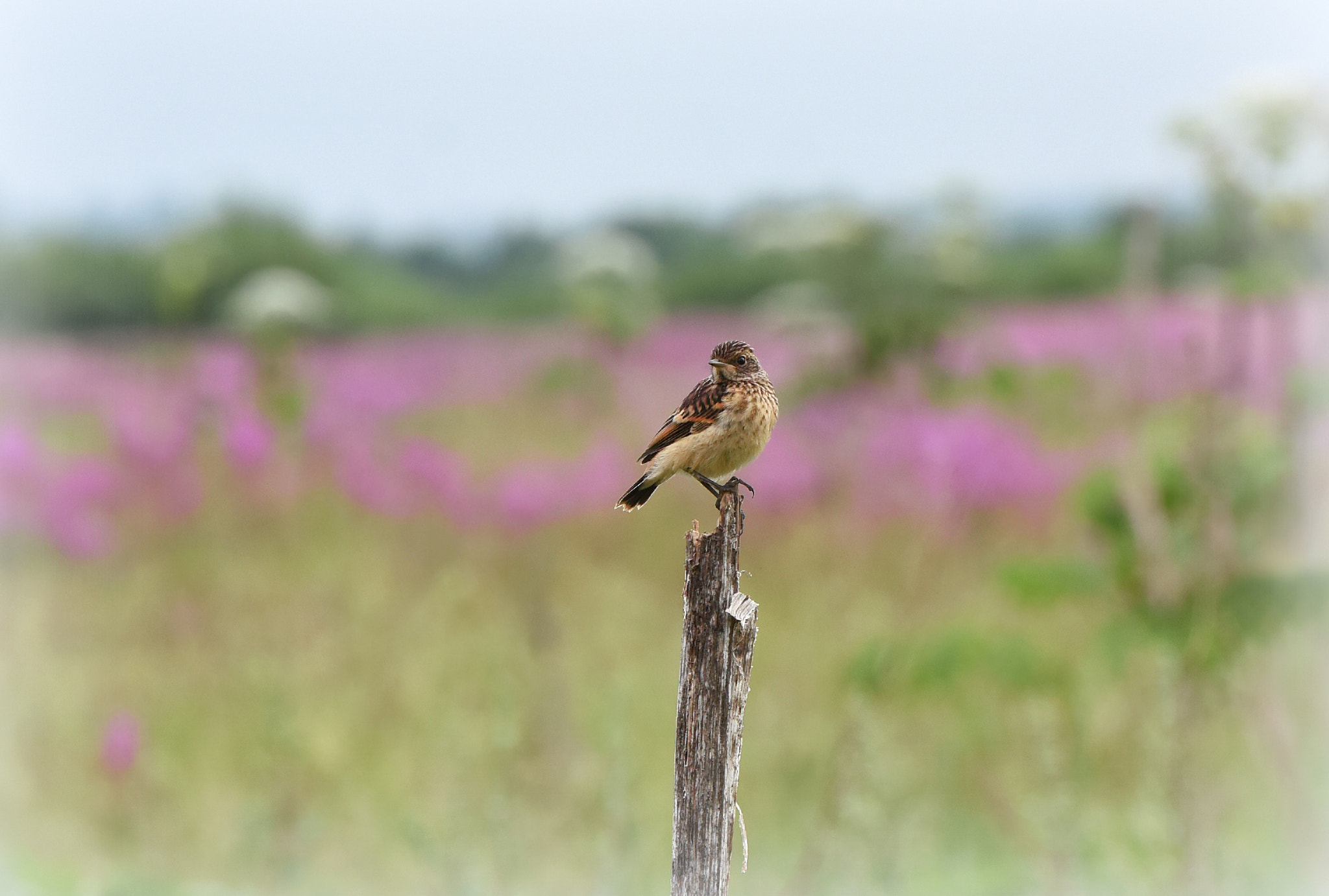 Nikon D810 + AF Zoom-Nikkor 28-80mm f/3.5-5.6D sample photo. Юный чекан..) photography