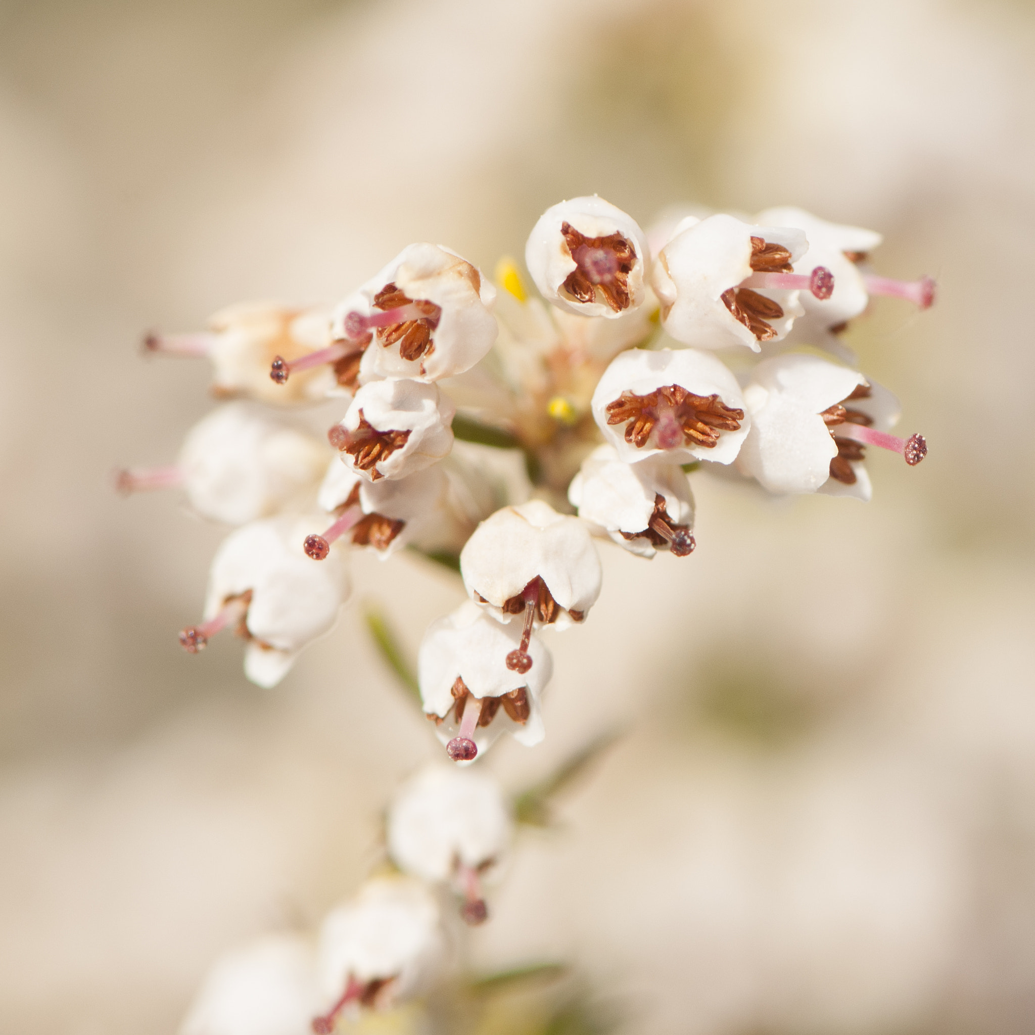 Nikon AF-S Micro-Nikkor 105mm F2.8G IF-ED VR sample photo. Whites flowers photography