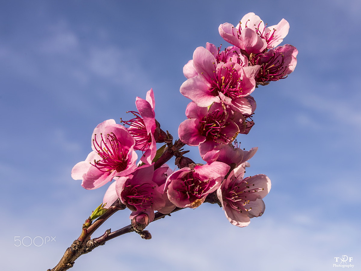 Nikon D610 + Sigma 35mm F1.4 DG HSM Art sample photo