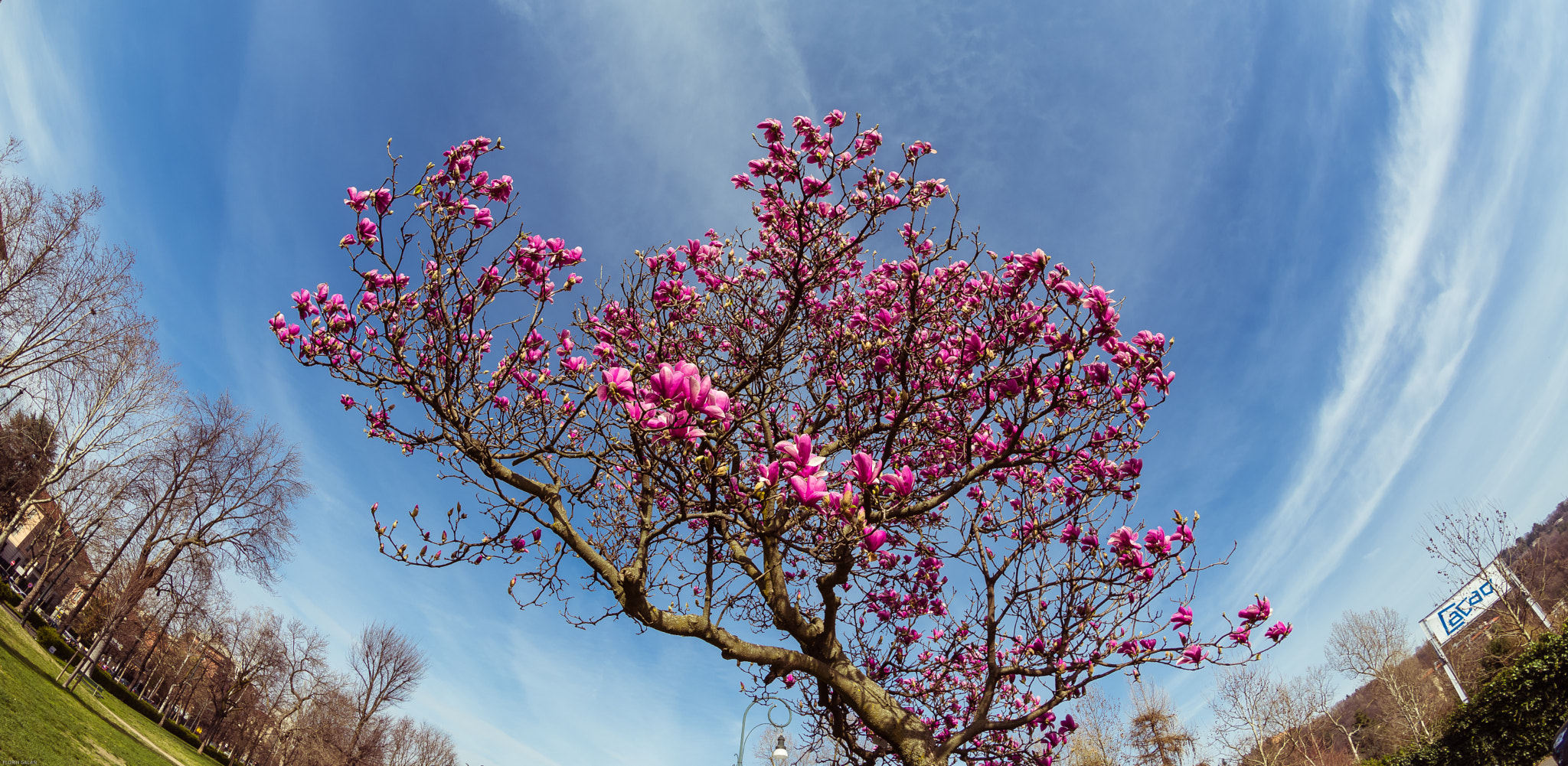 Nikon D7200 + Samyang 8mm F3.5 Aspherical IF MC Fisheye sample photo. Pink spring... photography