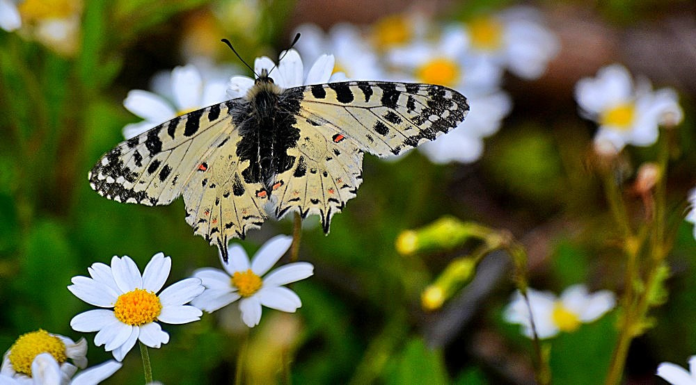 Sigma 70-300mm F4-5.6 APO Macro Super II sample photo. Allancastria cerisyi -thaïs balkanique - orman fisto kelebeği photography