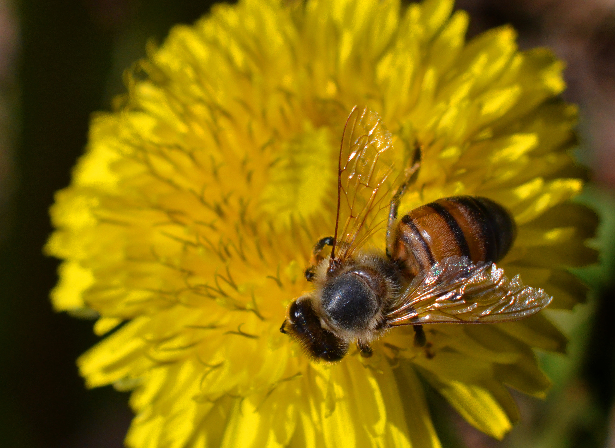 Nikon D7000 sample photo. Bee photography