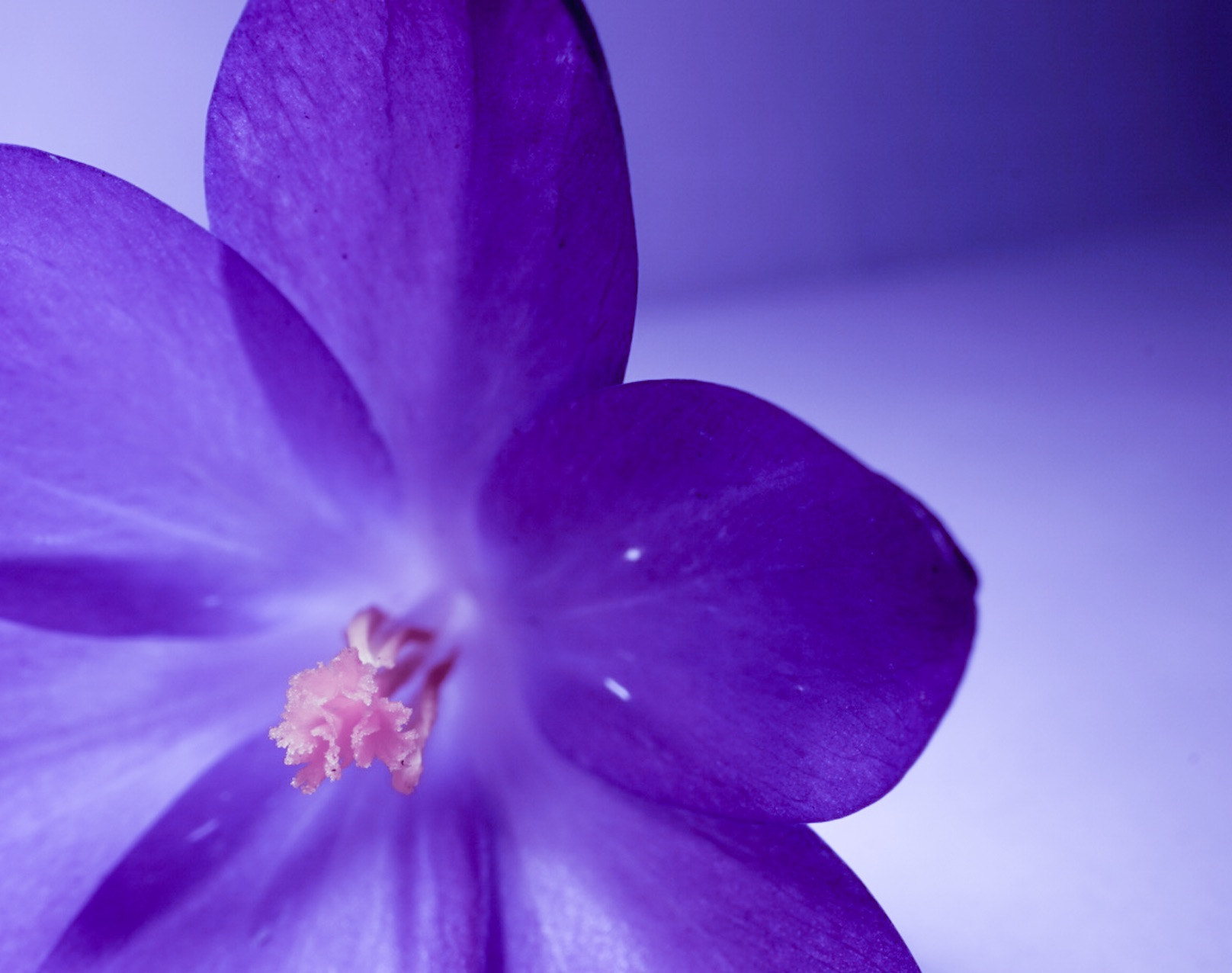 Sony Alpha QX1 sample photo. My crocus again:-) photography