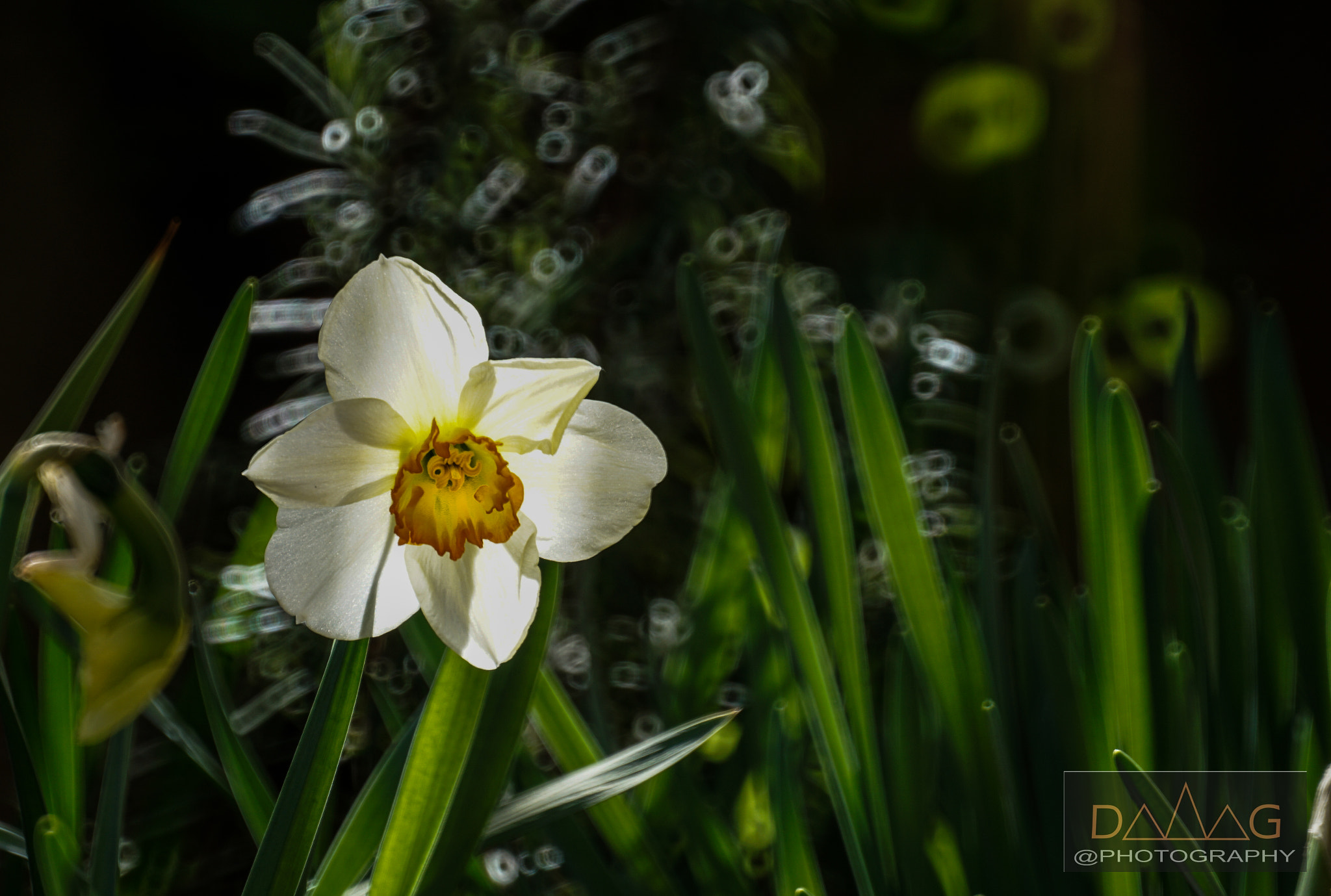 Sony ILCA-77M2 sample photo. Daffodil in my garden photography
