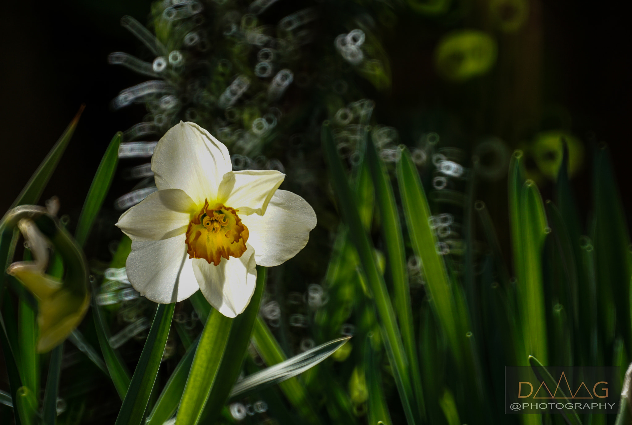 Sony 500mm F8 Reflex sample photo. Daffodil in my garden photography