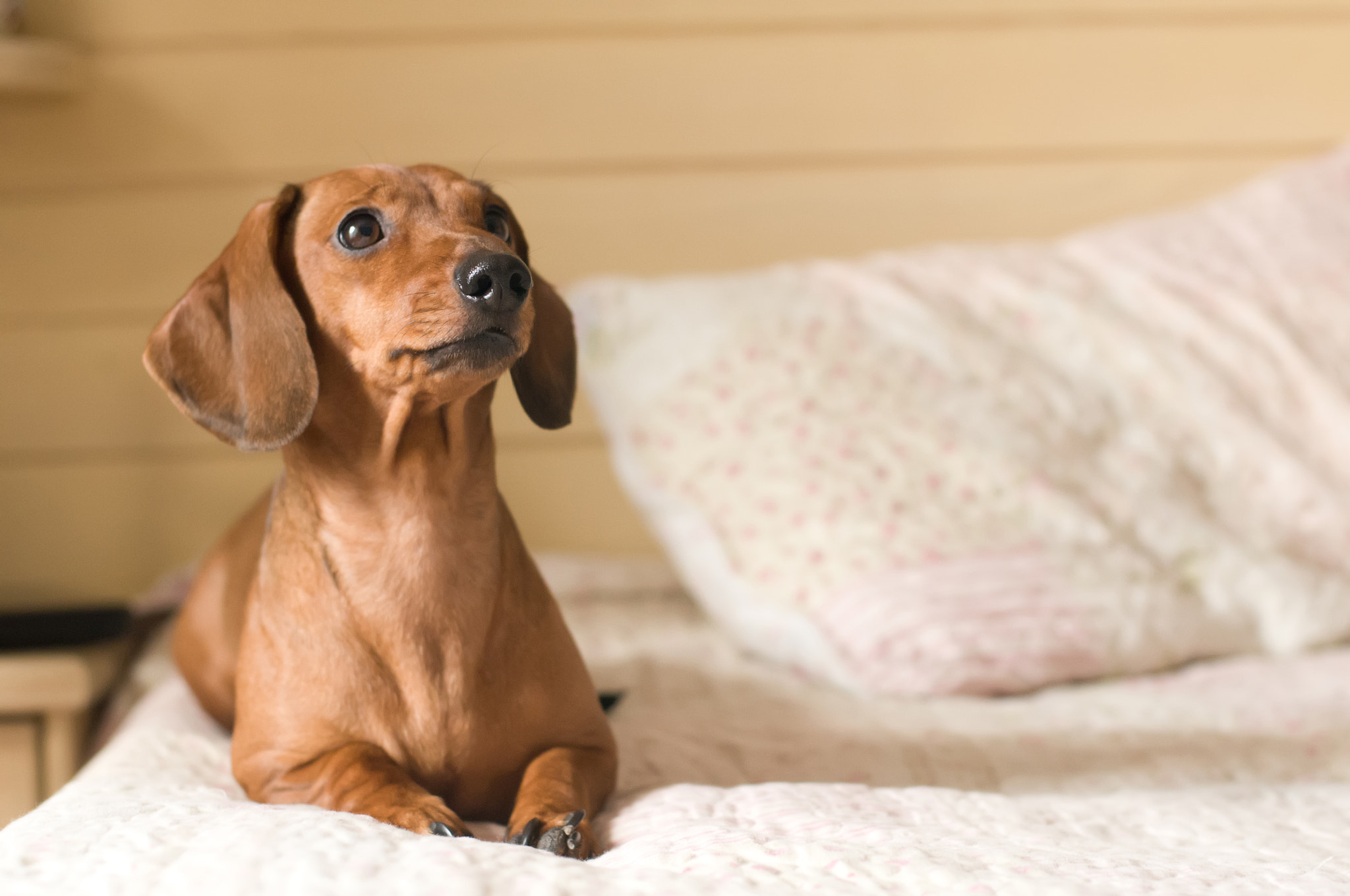 Nikon D300 + Nikon AF Nikkor 50mm F1.4D sample photo. Portrait of dachshund with copy space photography