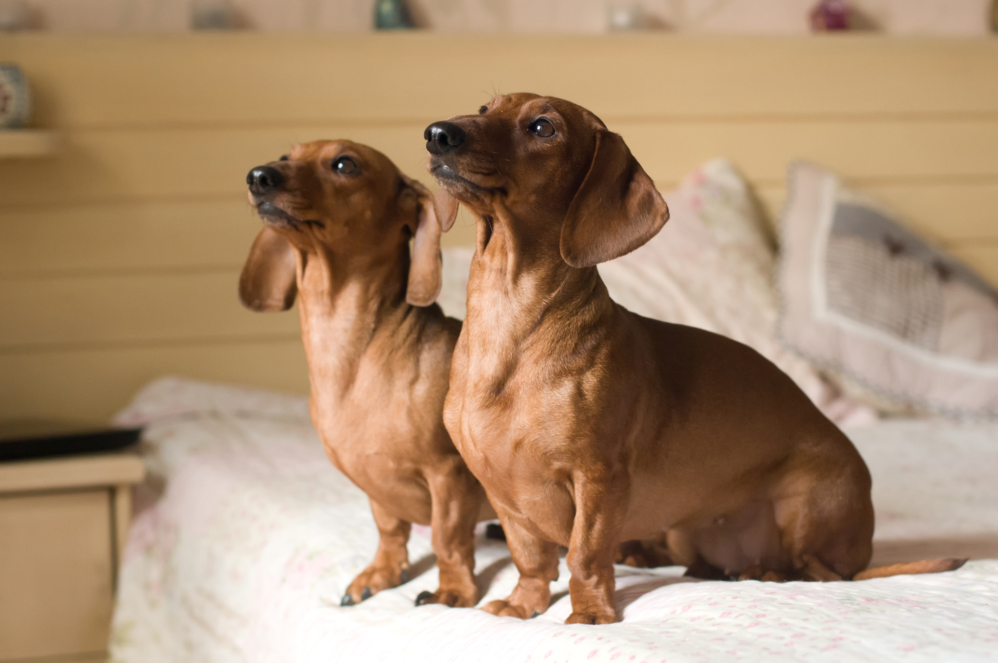 Two friends dachshunds sits on the bed