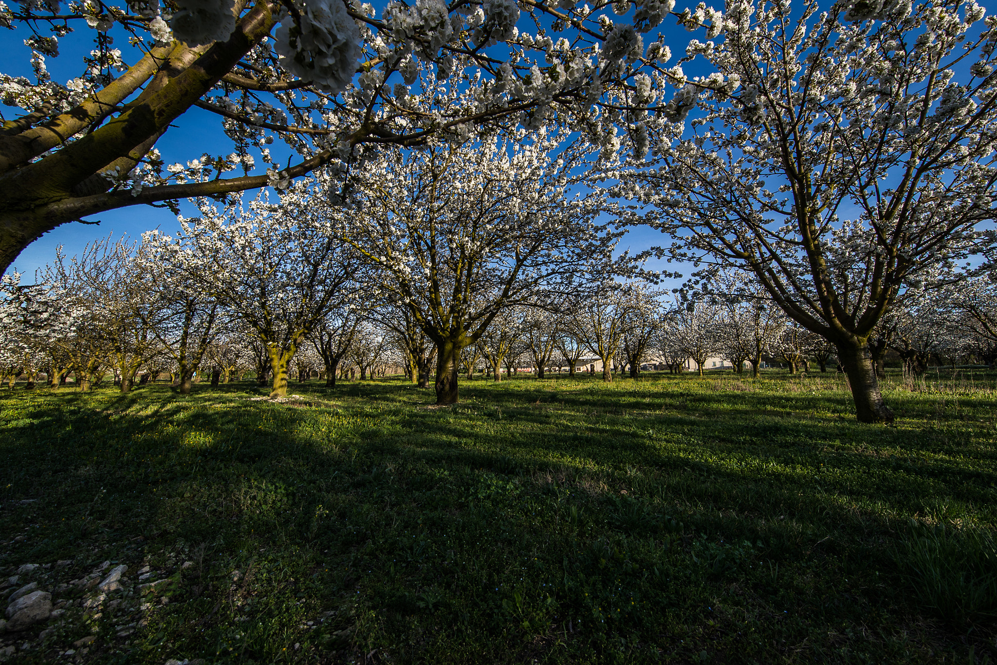 Canon EOS-1D X Mark II + Canon EF 11-24mm F4L USM sample photo. Cérisiers photography