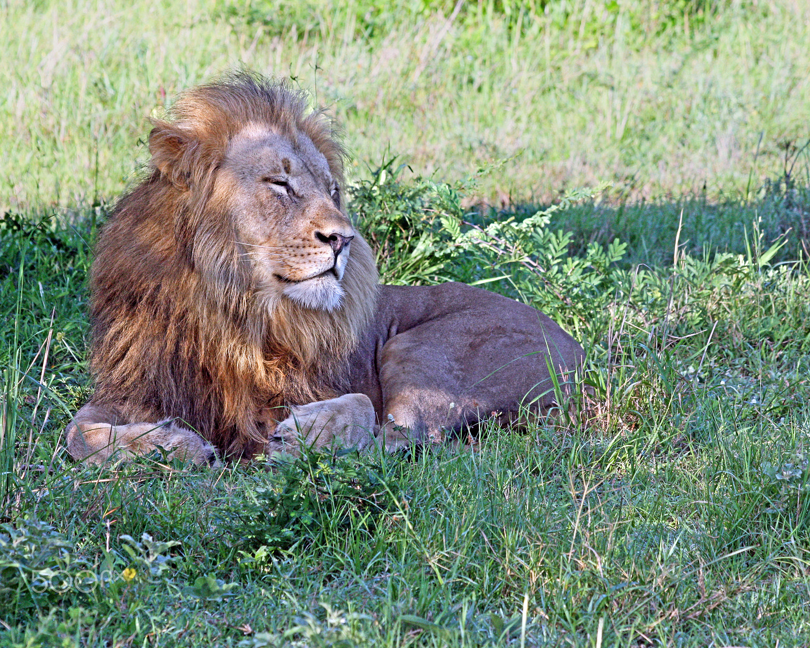 Canon EOS 450D (EOS Rebel XSi / EOS Kiss X2) sample photo. Sleeping lion photography