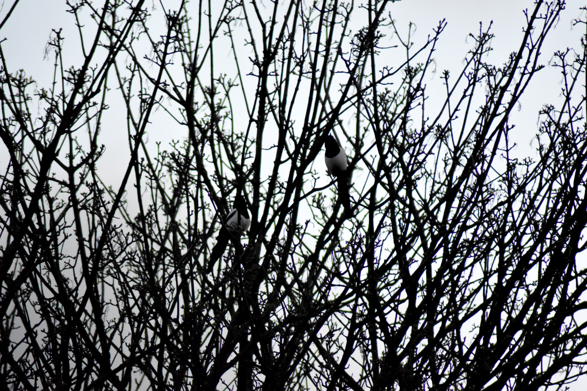 Nikon D5500 + Sigma 50-150mm F2.8 EX APO DC HSM II + 1.4x sample photo. Magpies in a tree photography