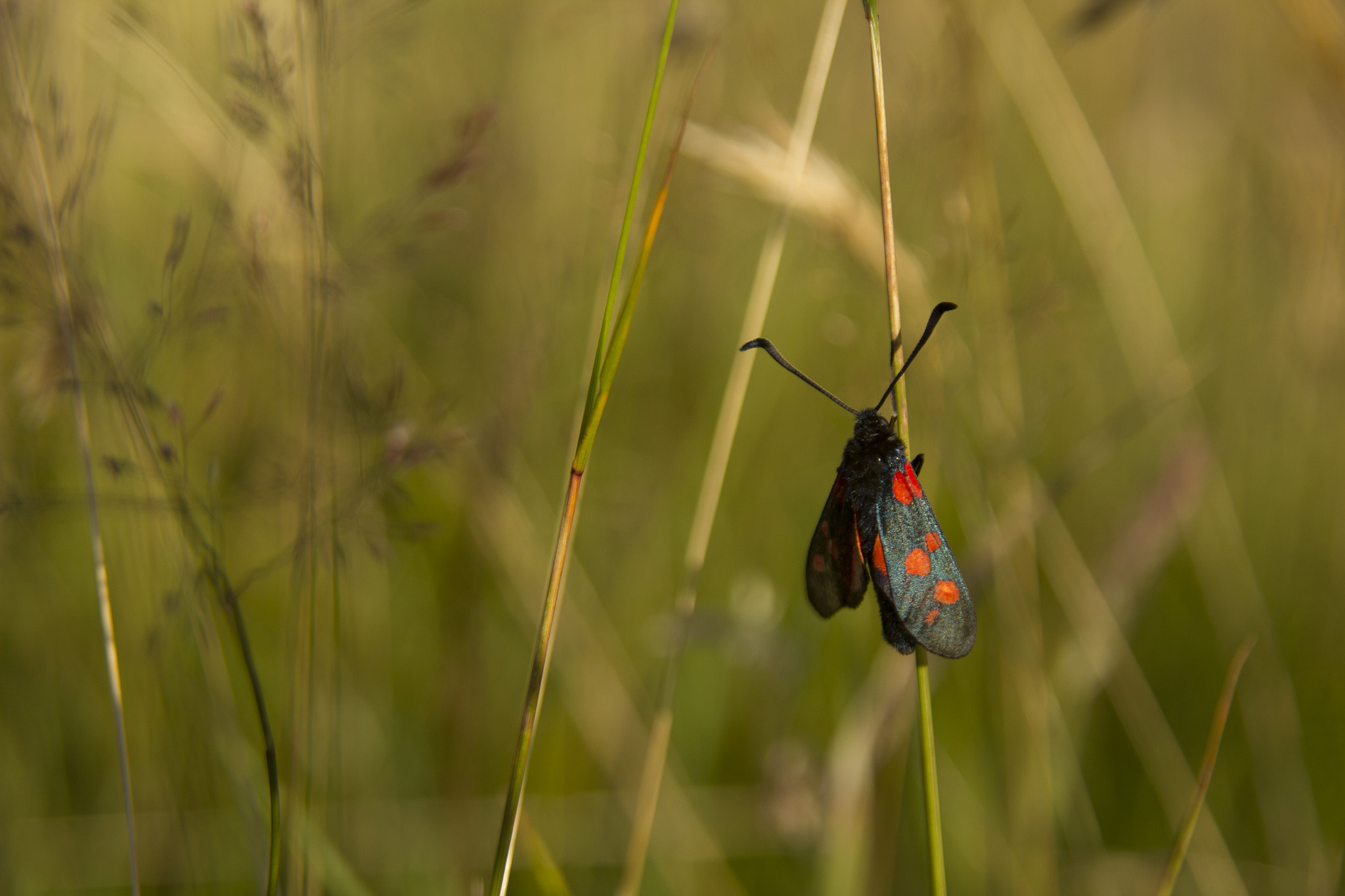 Sigma 17-70mm F2.8-4 DC Macro OS HSM sample photo. Img photography