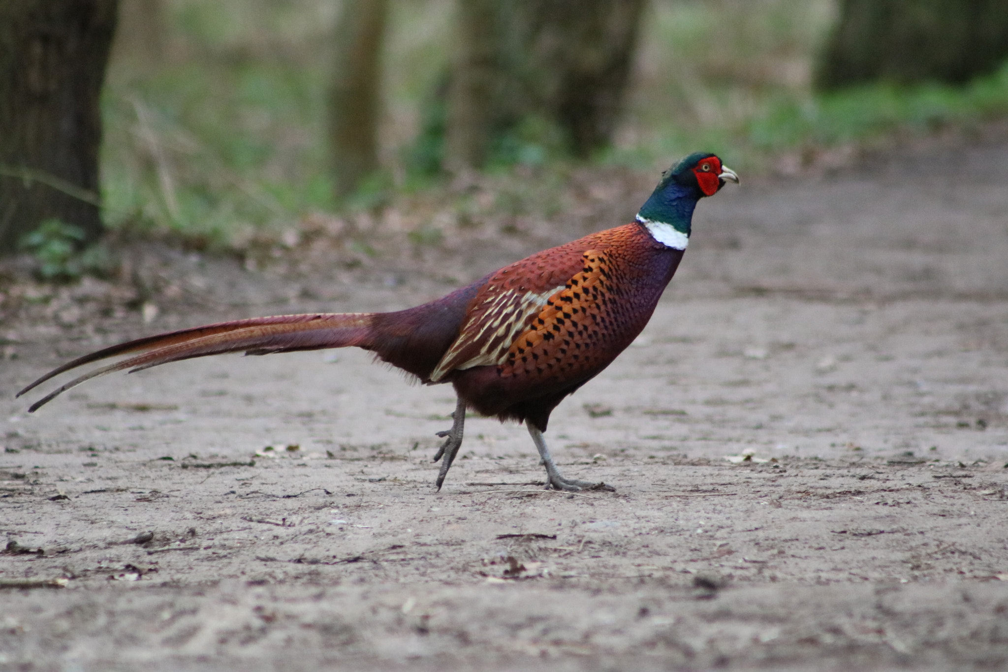 Canon EOS 760D (EOS Rebel T6s / EOS 8000D) sample photo. Pheasant photography