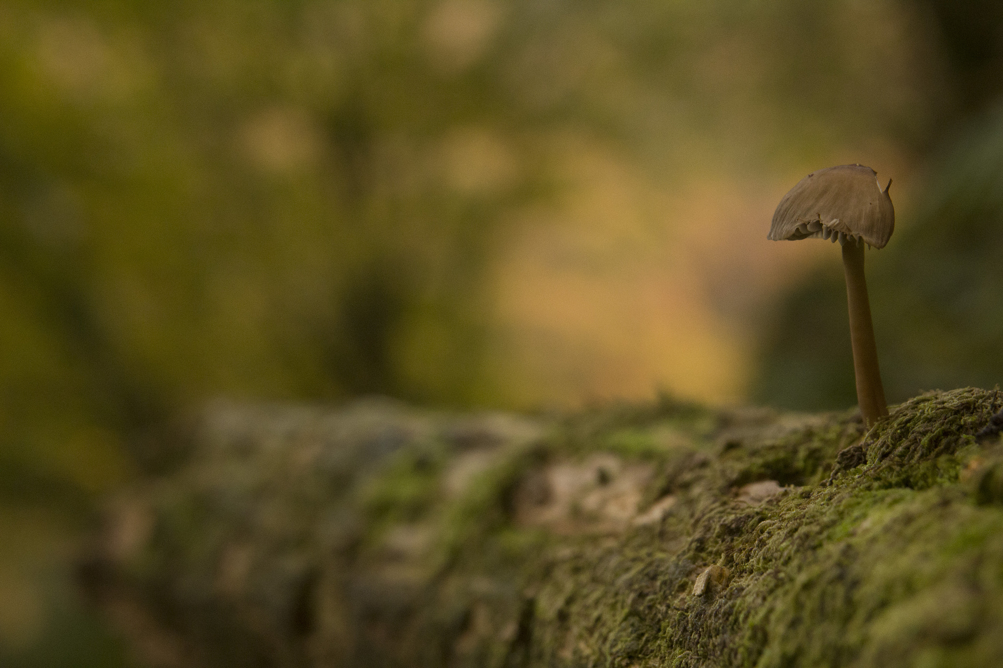 Sigma 17-70mm F2.8-4 DC Macro OS HSM sample photo. Img photography